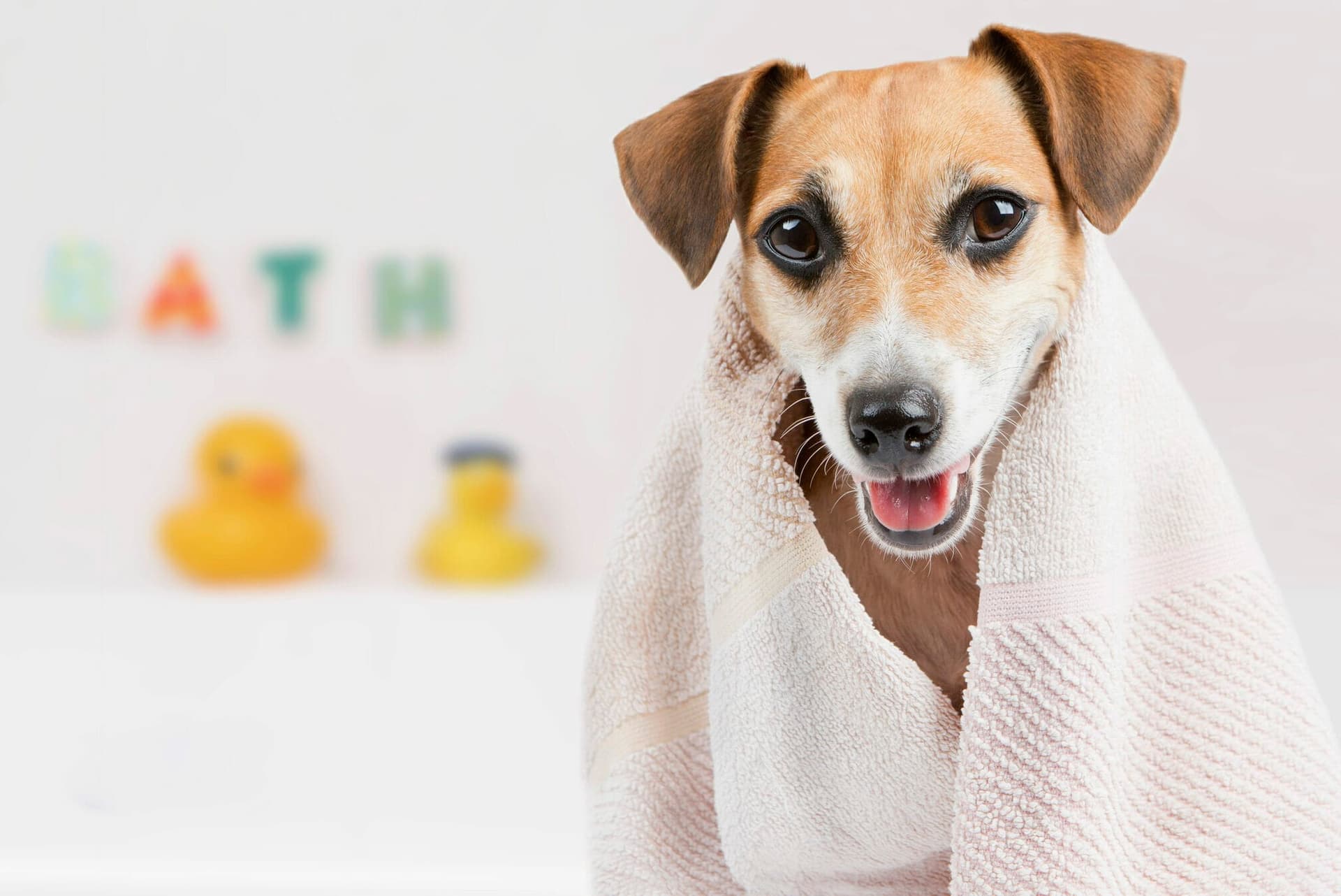 Bath Bombs For Dogs: Make Bath Time Fun!