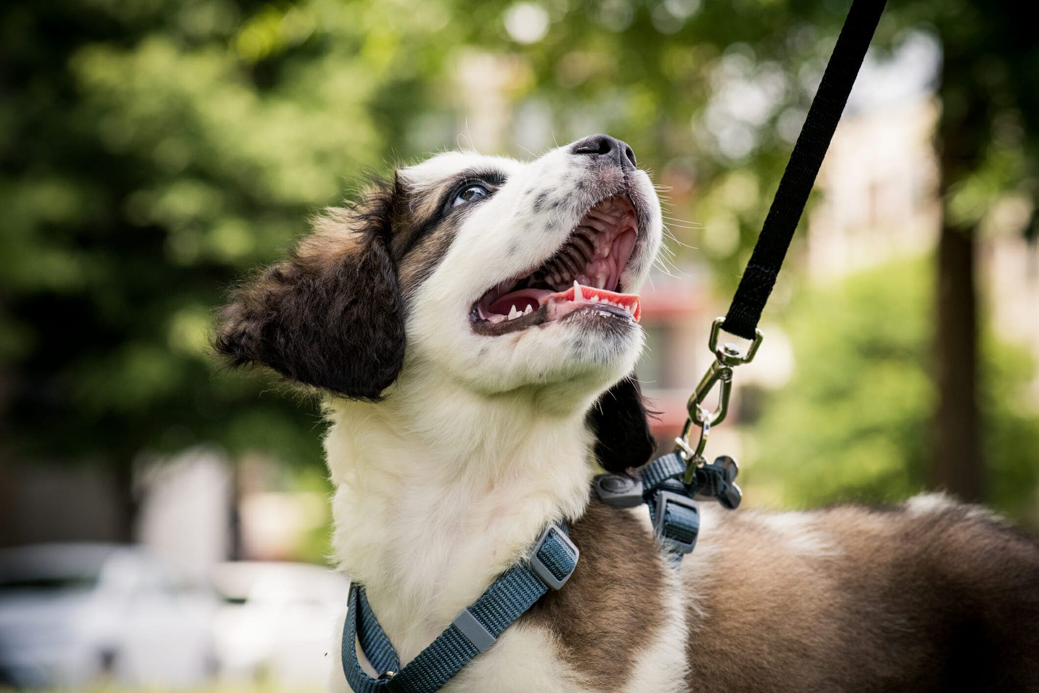 Best Bungee Leash For Dogs: 8 best picks in 2025