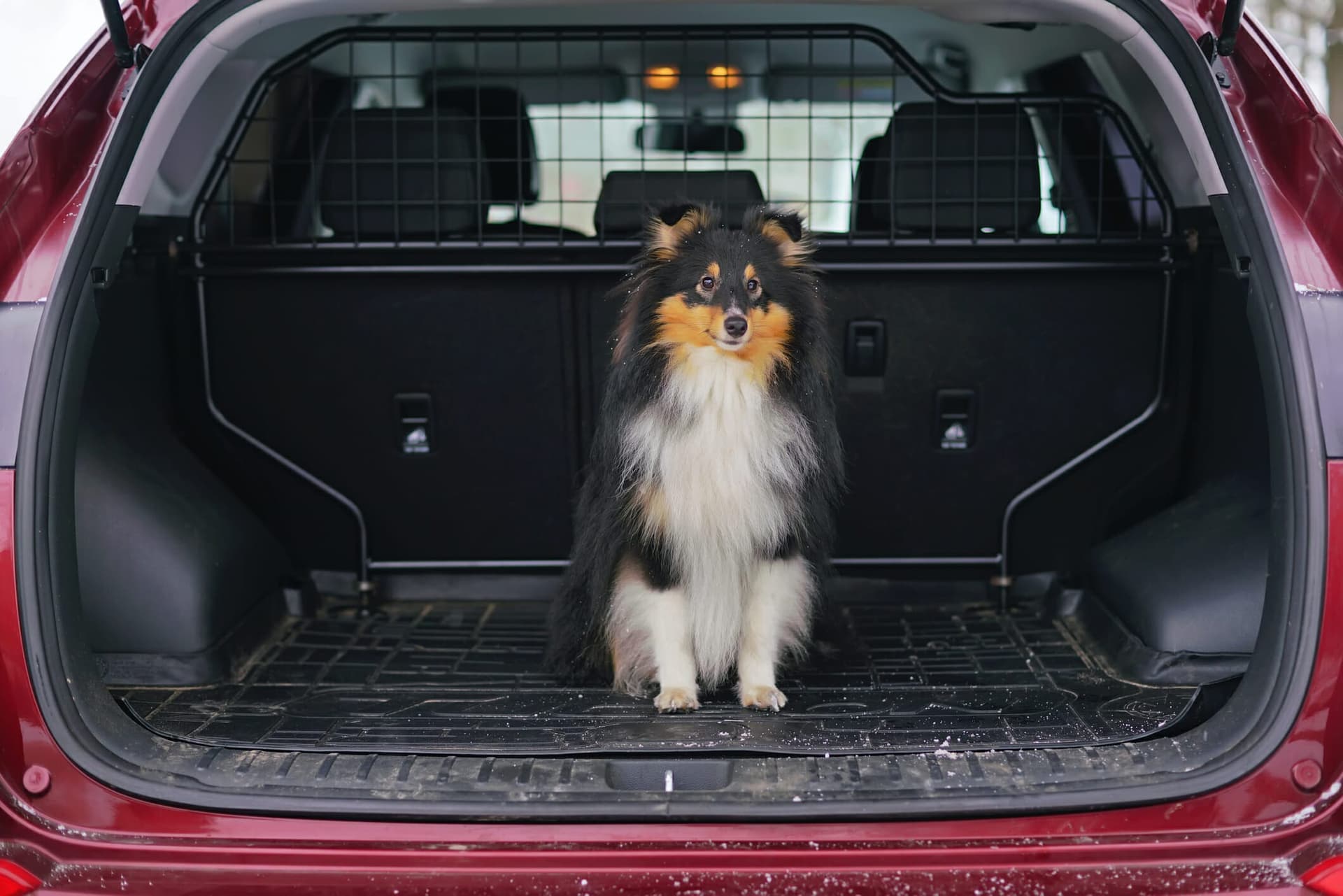 Best Cargo Liner For Dogs (5 Best options in 2025)