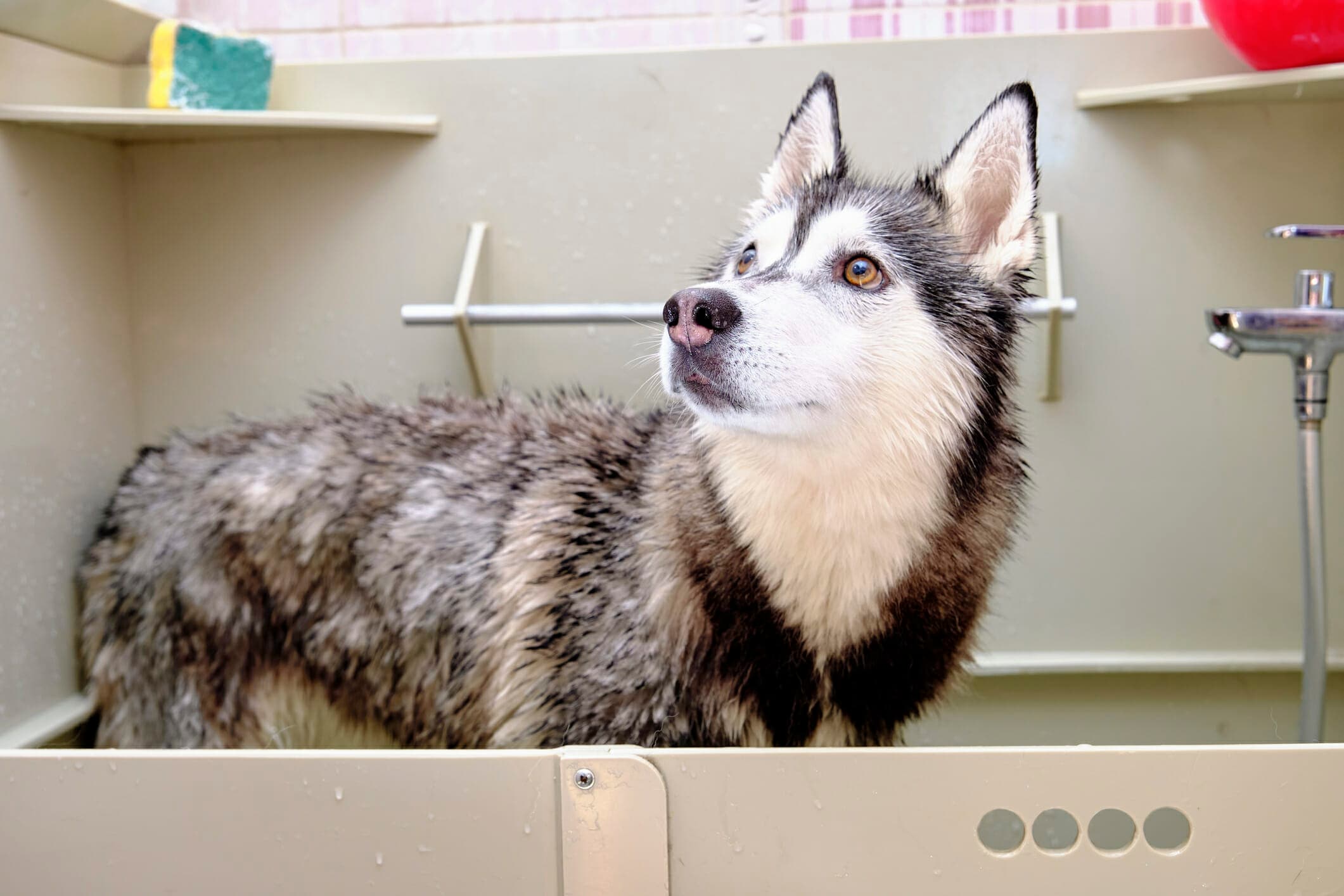 5 Best deshedding shampoos for huskies in 2025