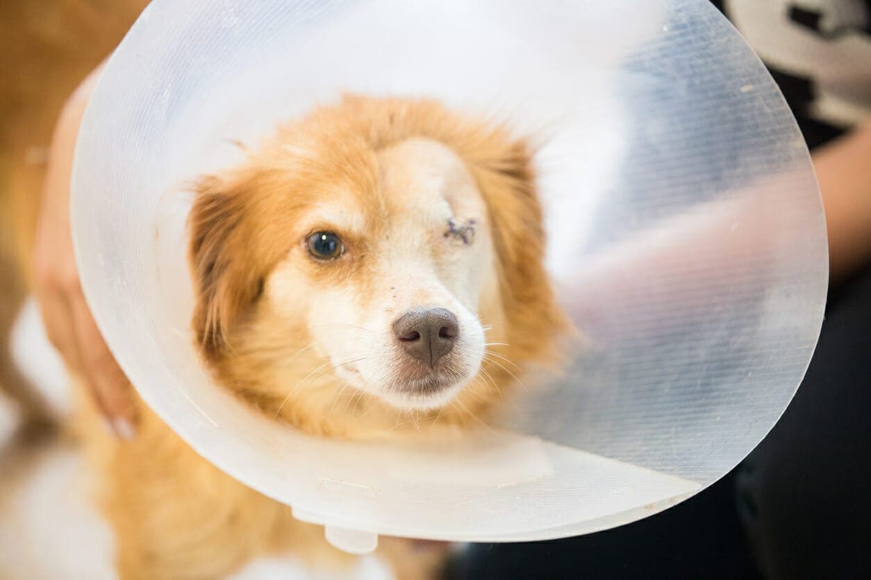 Best dog cone for eye surgery: Our top 5 picks