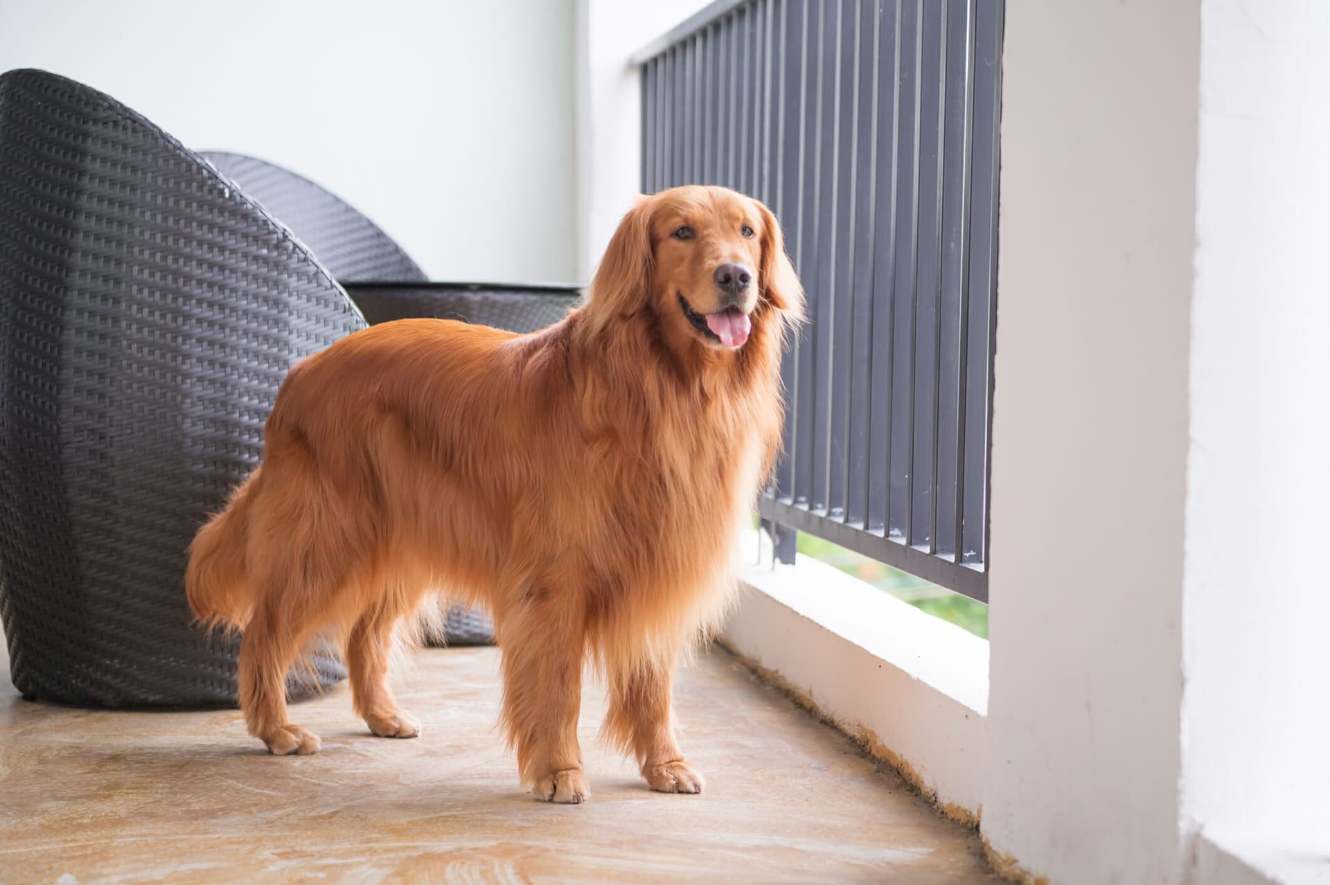 Best Dog Grass Pad For Balcony: 5 Best Options In 2025