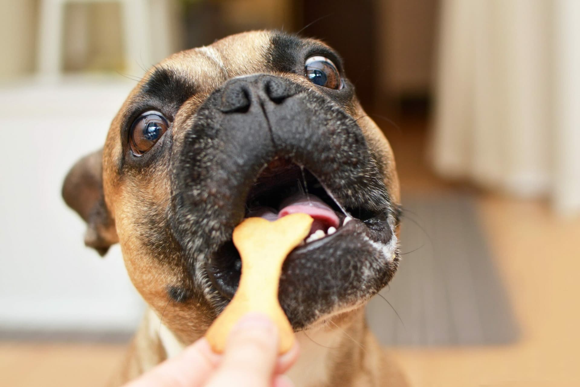 6 Best Dog Treats For Bad Breath (Pros and cons)