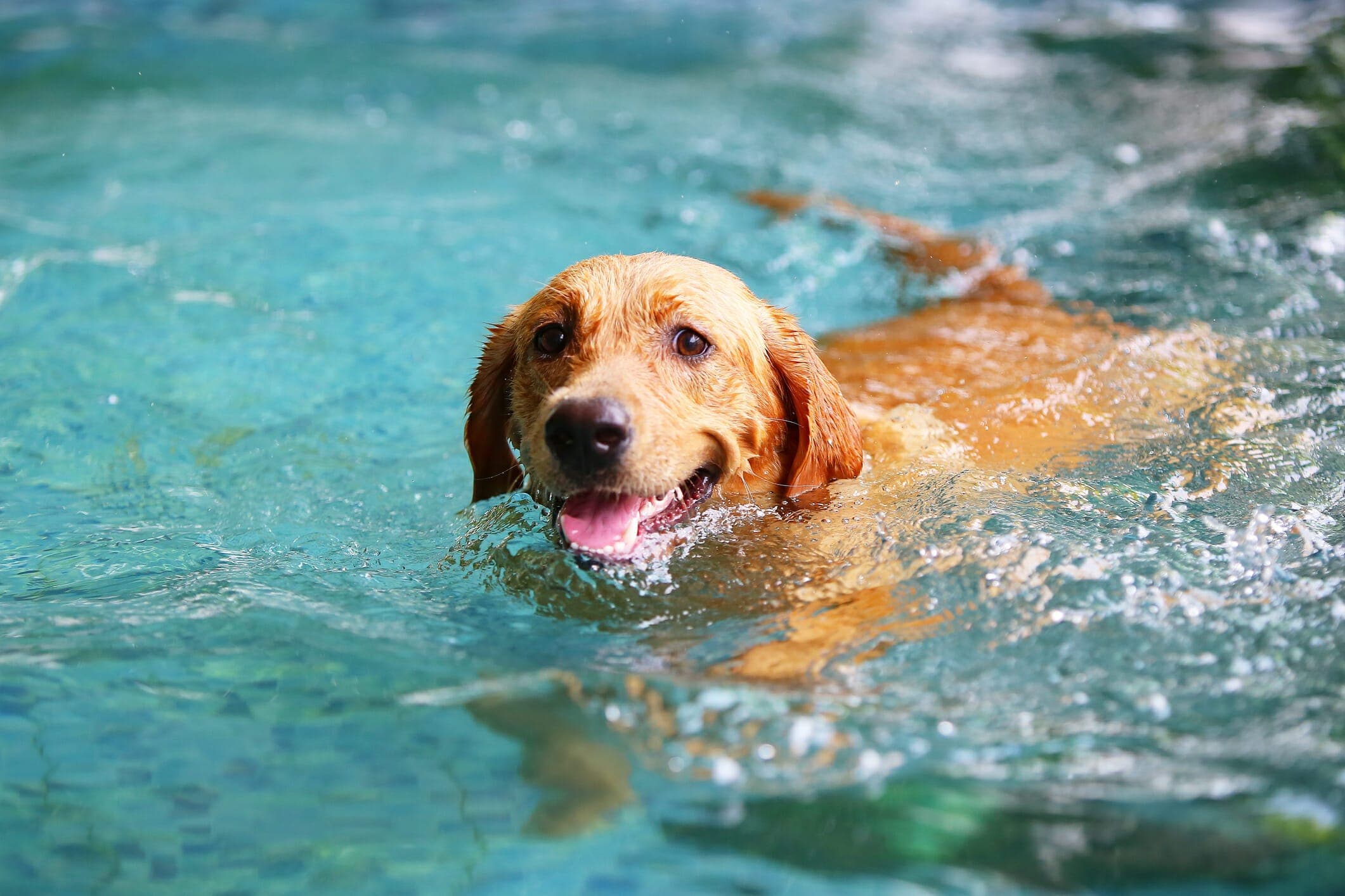 Best Ear Cleaner For Dogs After Swimming (Pros And Cons)