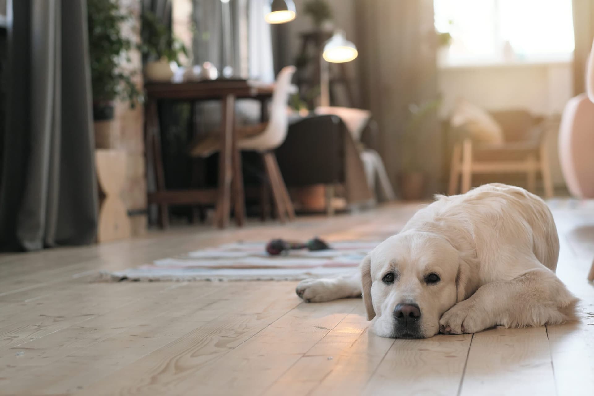 Best Finish For Hardwood Floors With Dogs: 5 Best options
