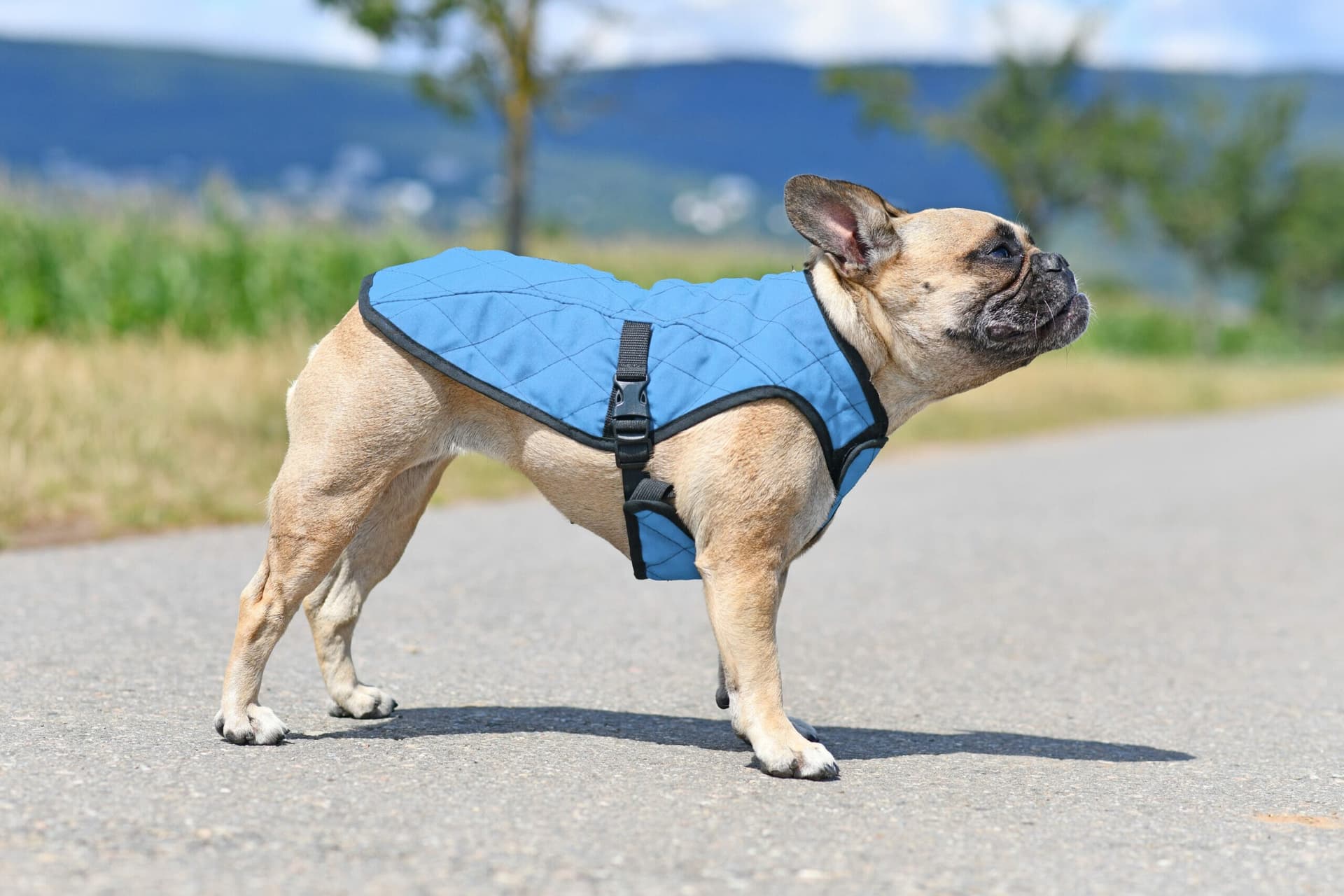Your Pups’s Best Defense: The Top 5 Hawk Vests for Dogs