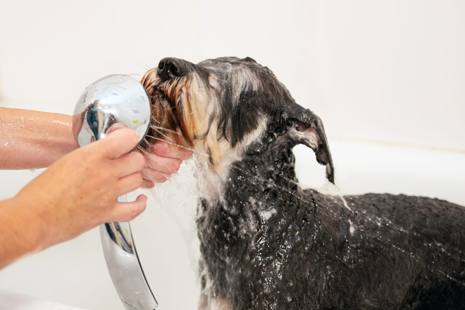 Best Shampoo For Wirehaired Dogs: 5 Best Options