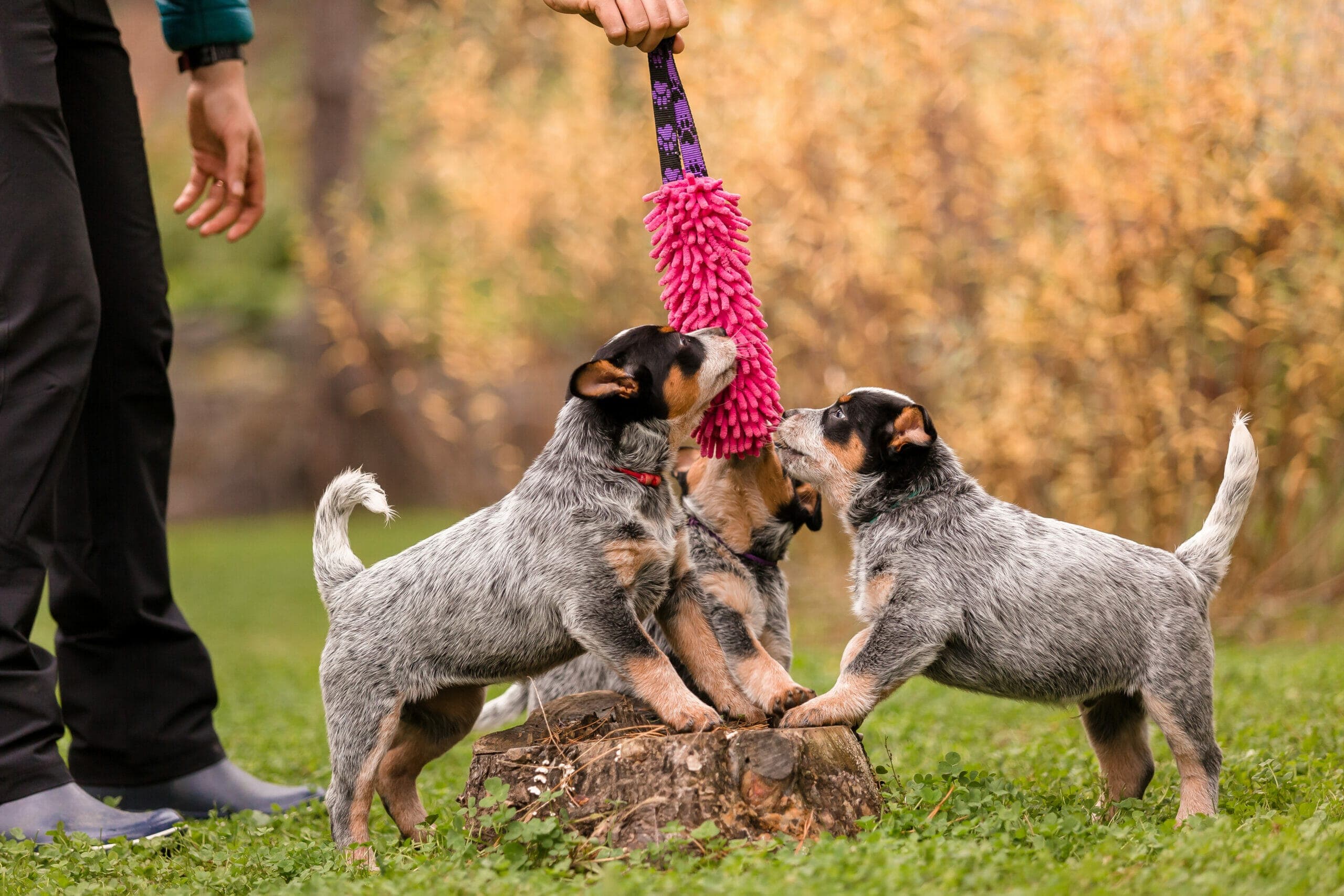 5 Best Toys For Cattle Dogs In 2025