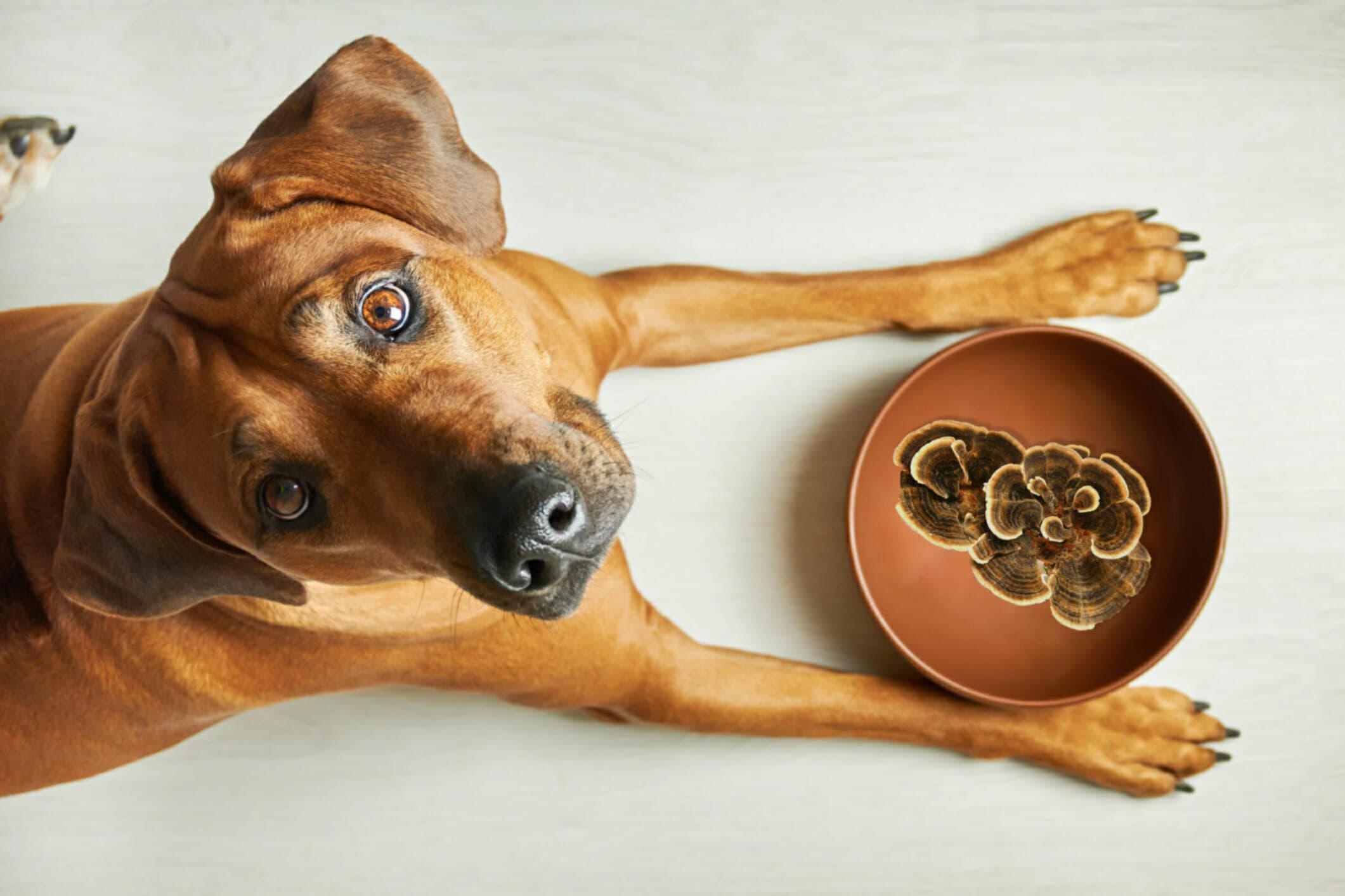4 Best Turkey Tail Supplements For Dogs (+ Benefits Explained)