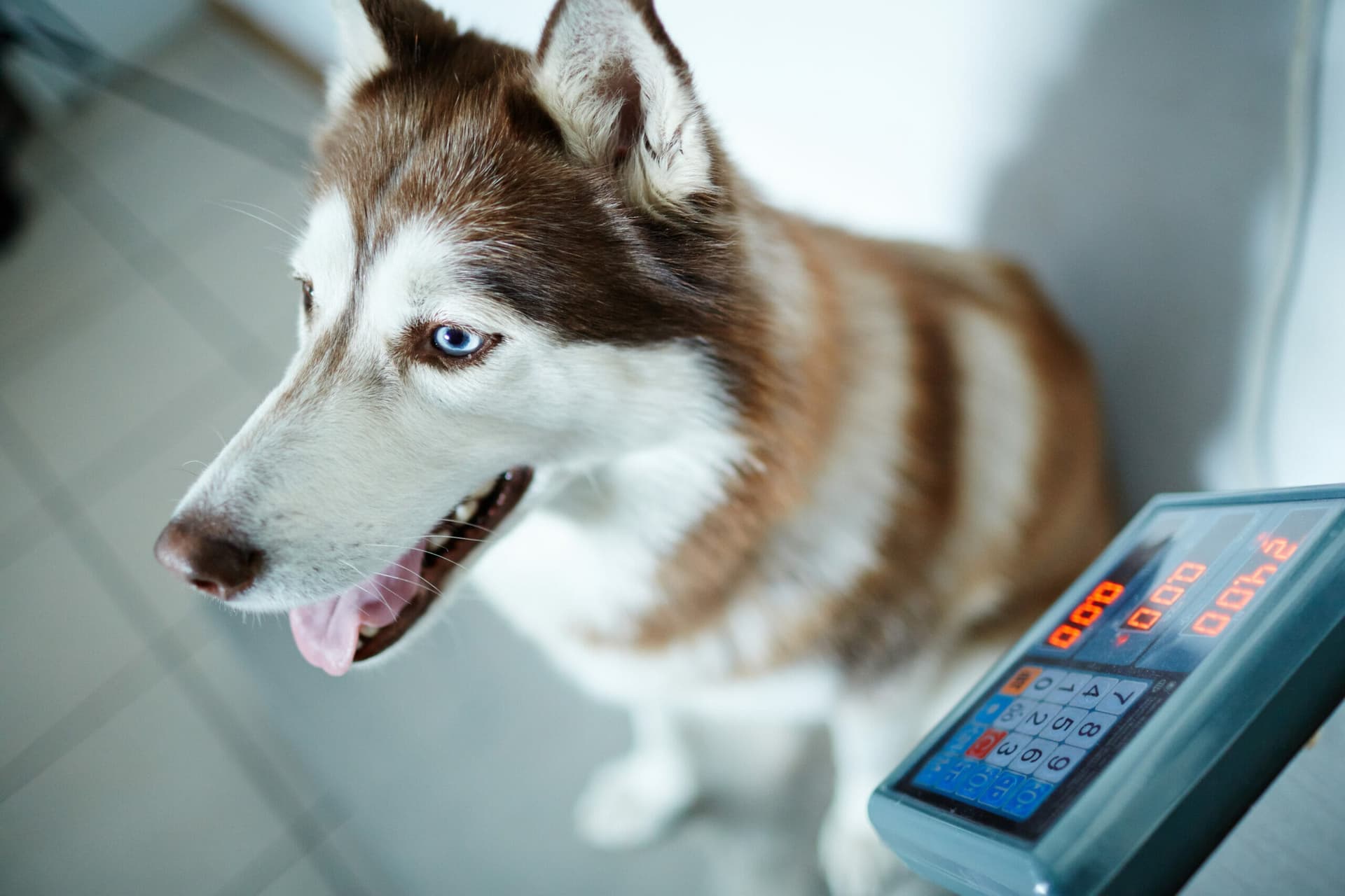 4 Best Weight Gain Powders for Dogs in 2025