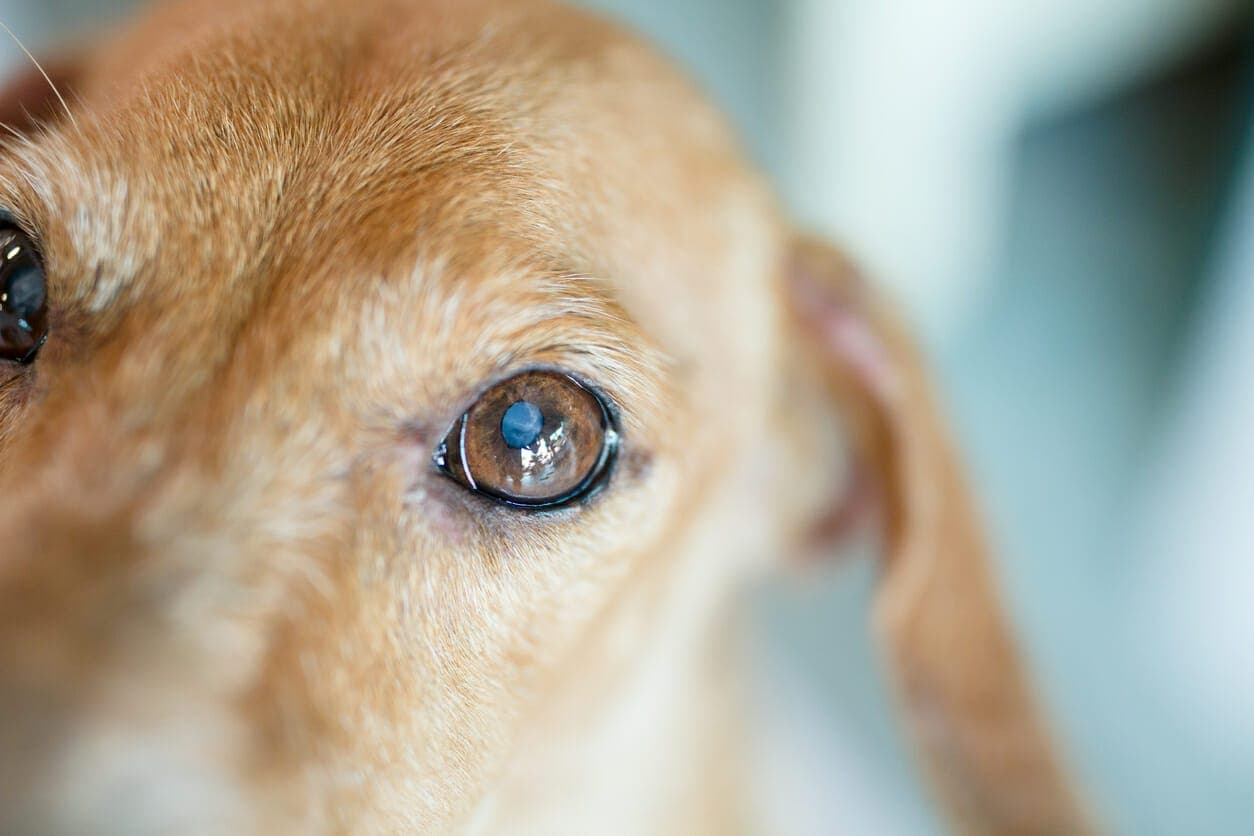 Can Dogs With Cataracts Live a Good Life?