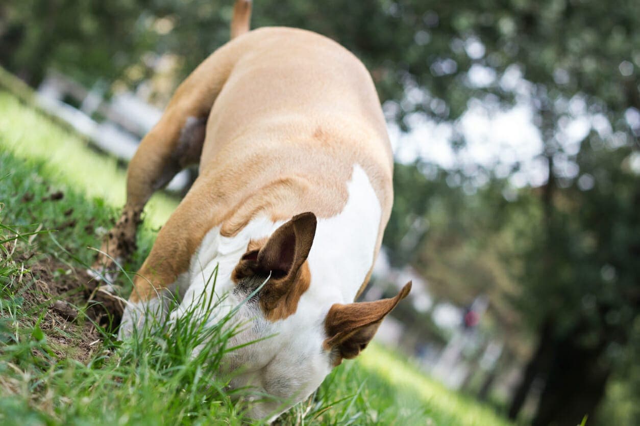 Coffee grounds to stop dog digging: Does it work?