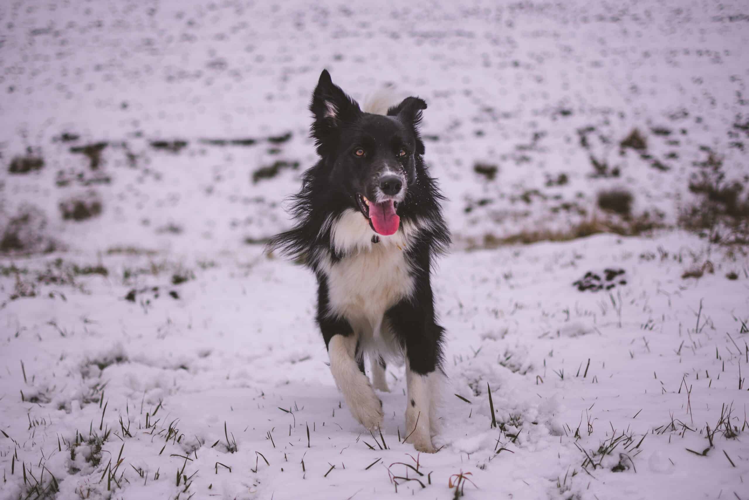 Do border collies like snow? (Complete Answer)