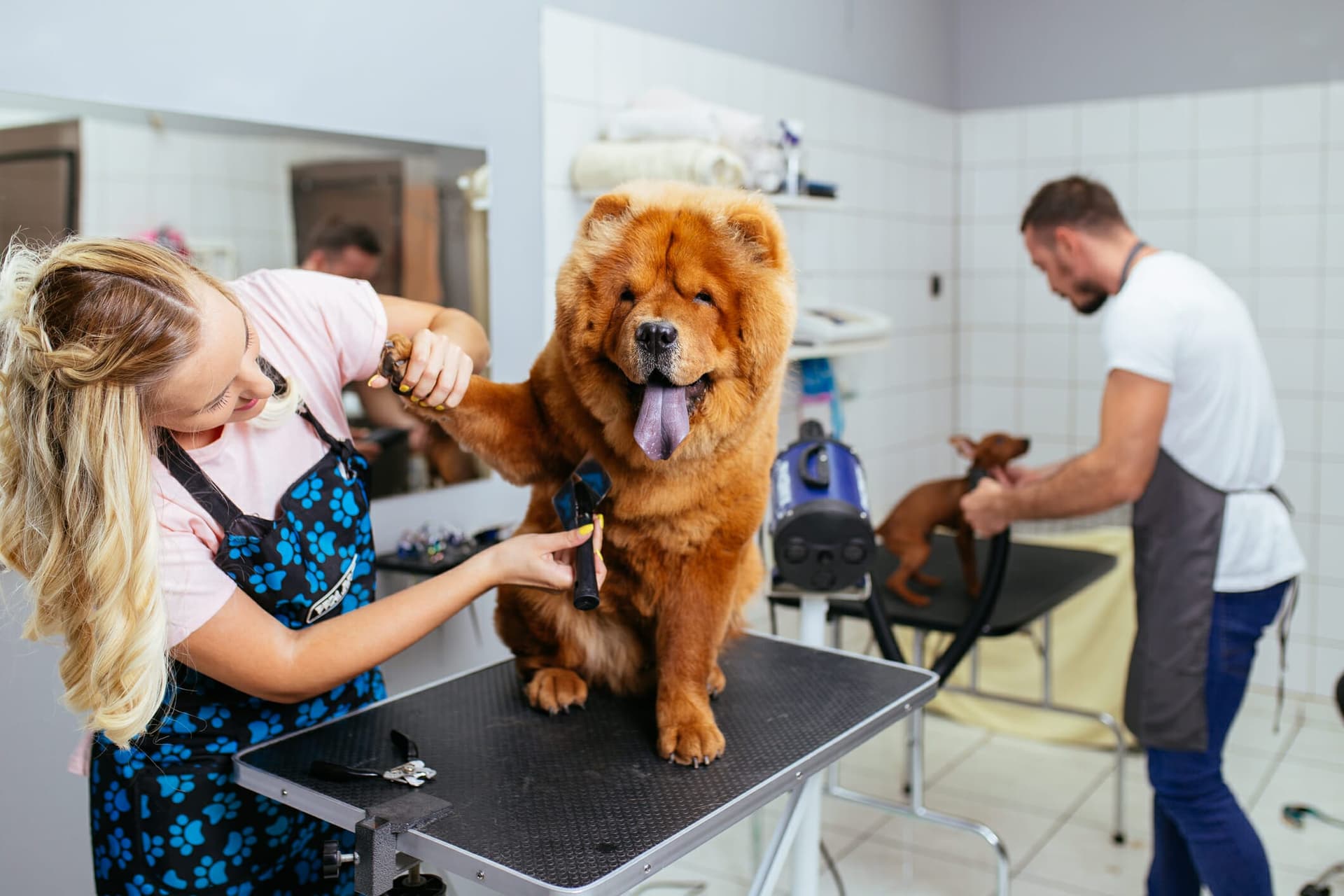 Do Groomers Express Glands And Is It Different Than A Vet?