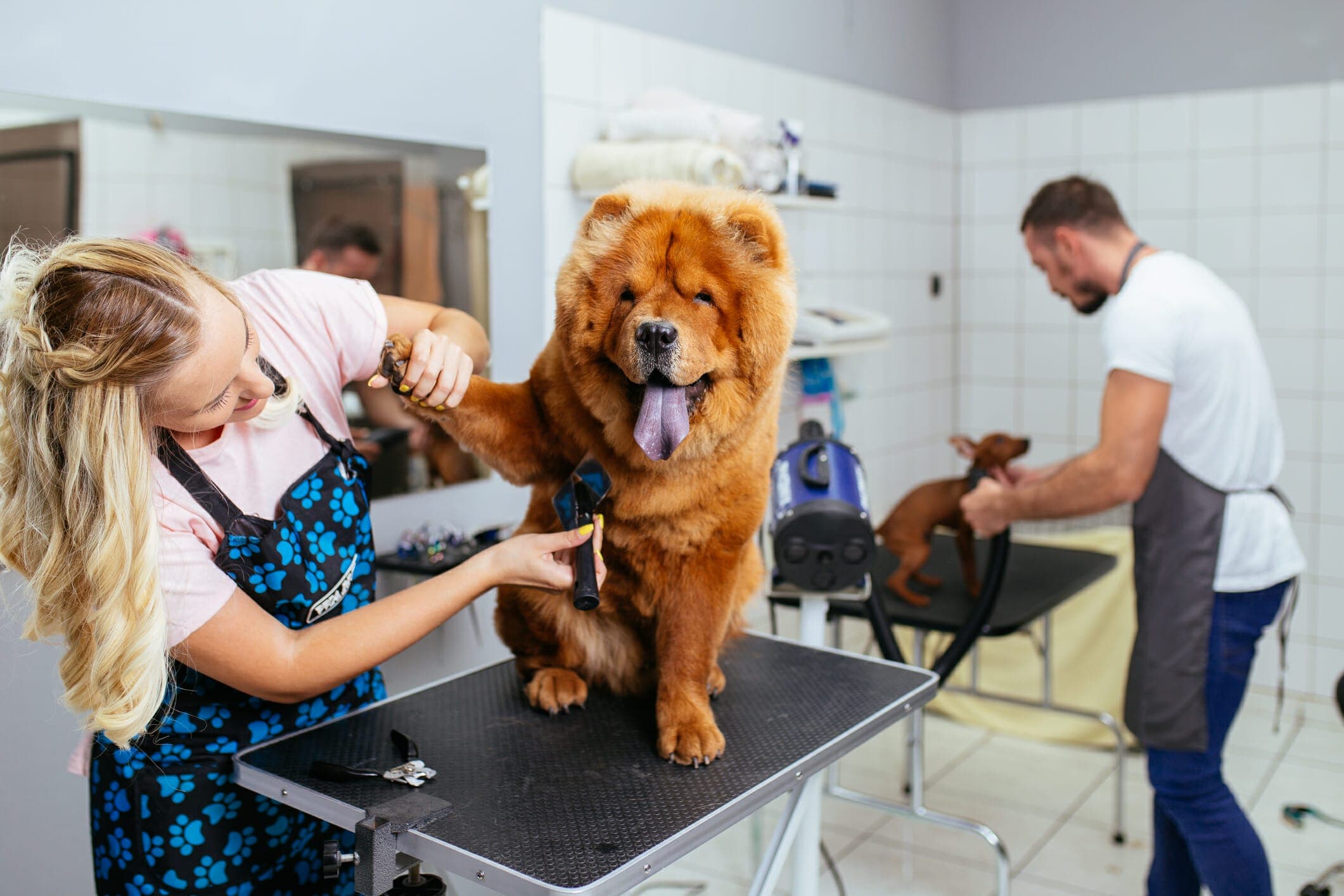 Do Groomers Express Glands And Is It Different Than A Vet?