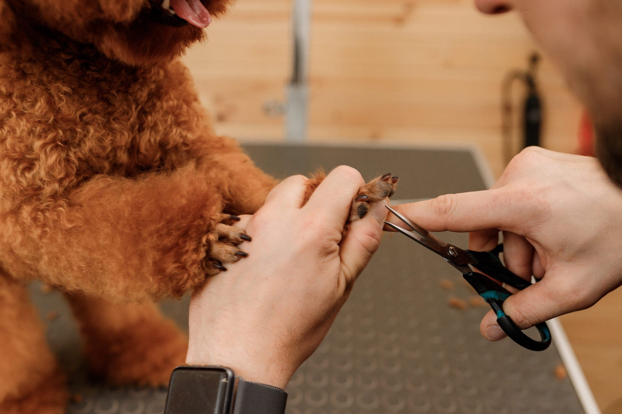 How to Clip Your Dog’s Nails Without Hurting Them? (Explained by Vet)