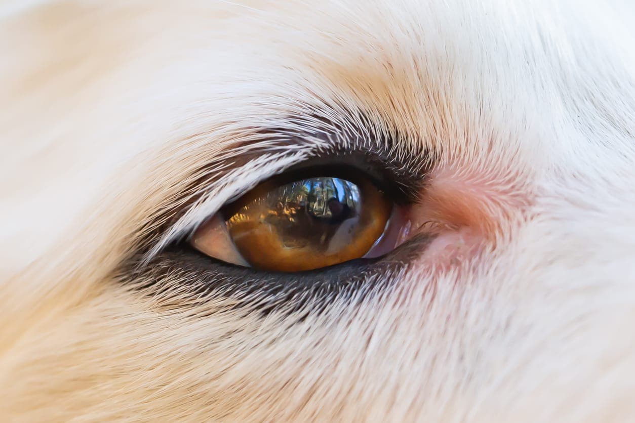 Dog Cataracts Treatment Without Surgery: What Options Are There?