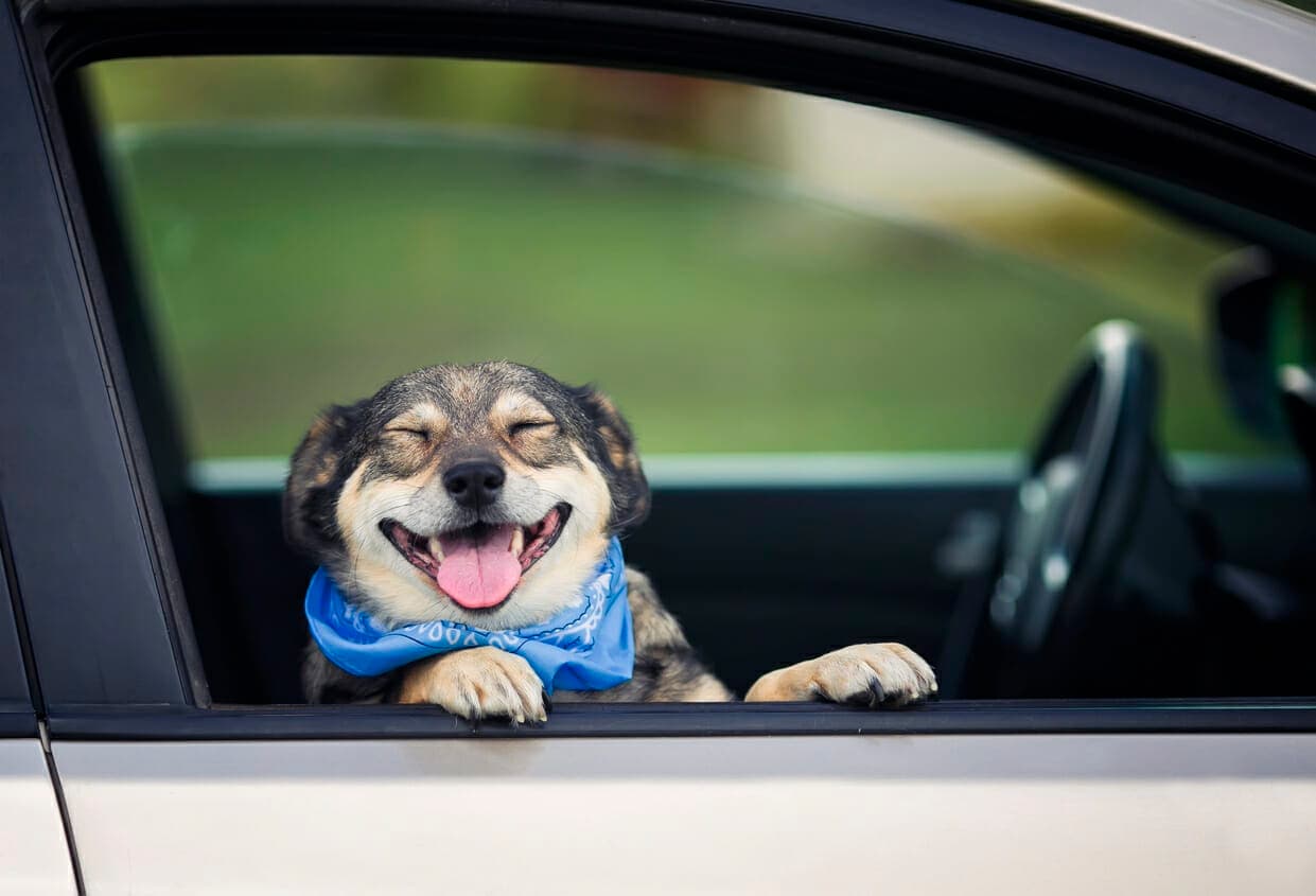 Dog Poops In Car: What To Do And How To Avoid It!