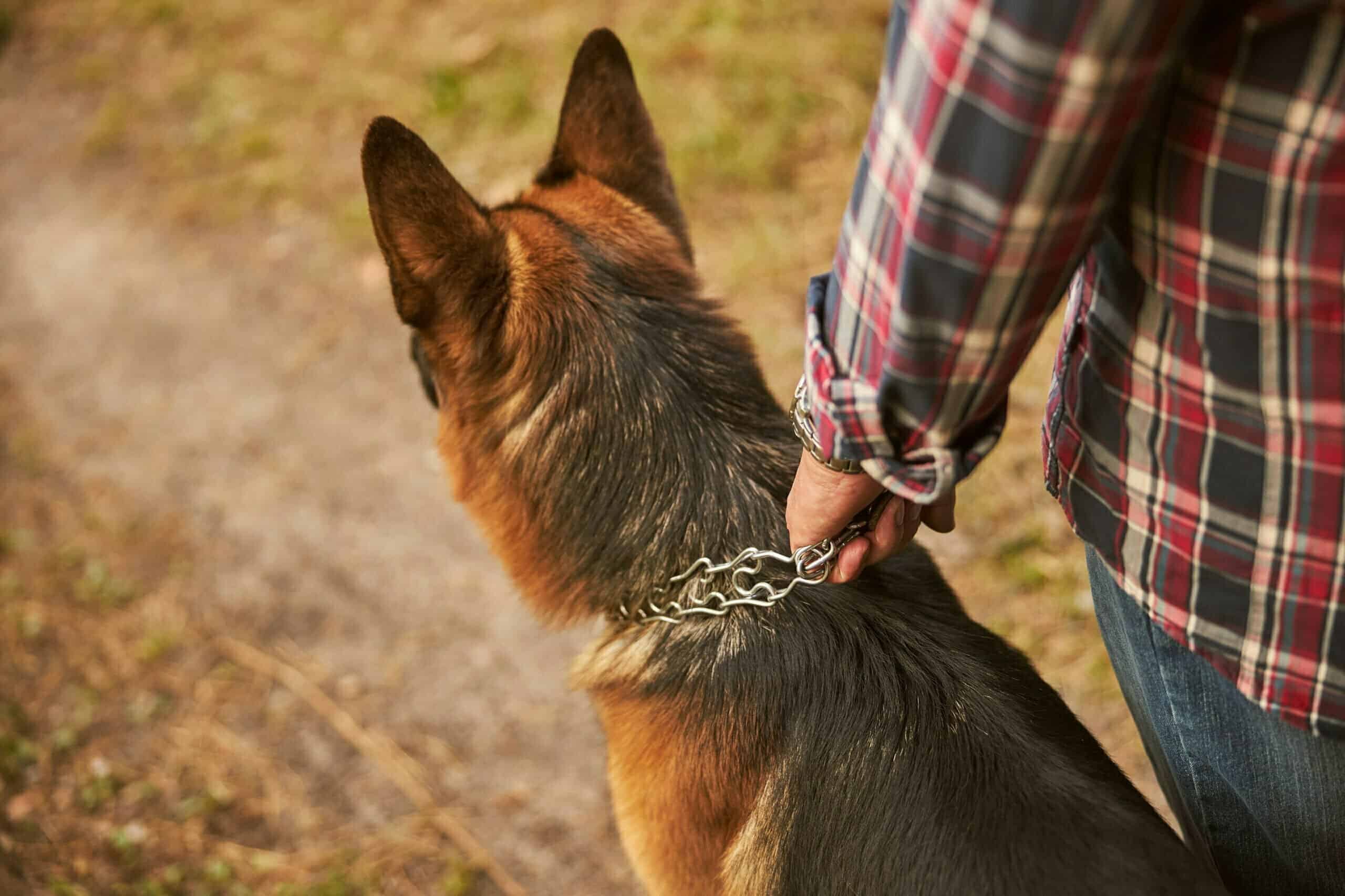 Dog prong collars make dogs aggressive
