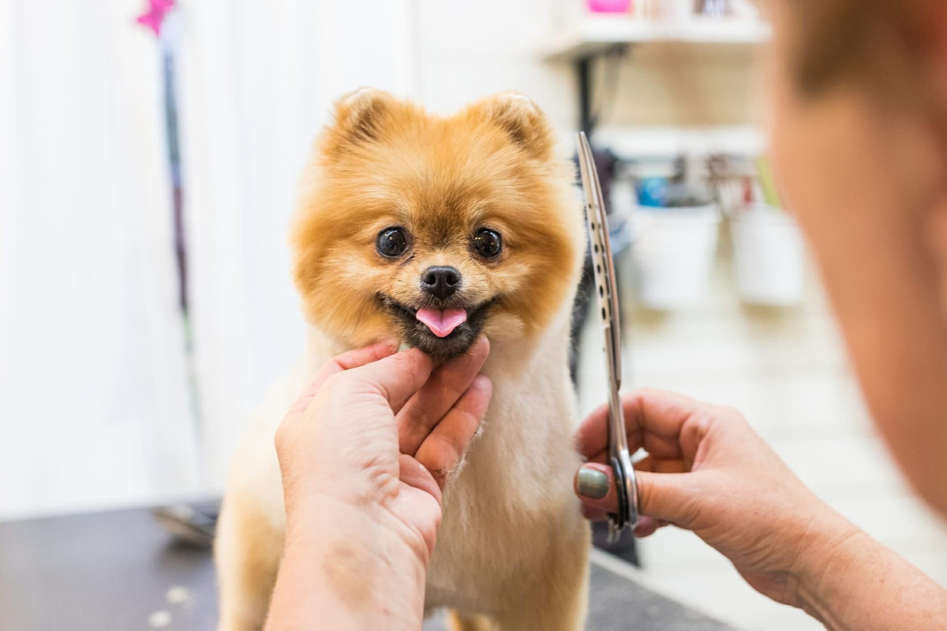 Dog Scooting After Grooming: 5 Reasons Why