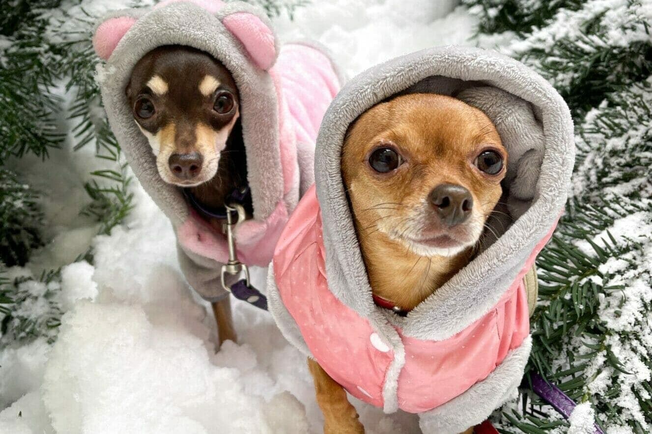 Top 5 Dog Snowsuits With Attached Boots (2025 List)