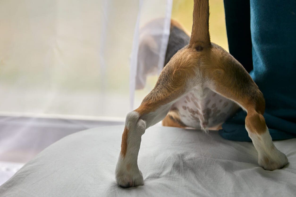 Dog Still Leaking After Glands Expressed: 5 Reasons Why