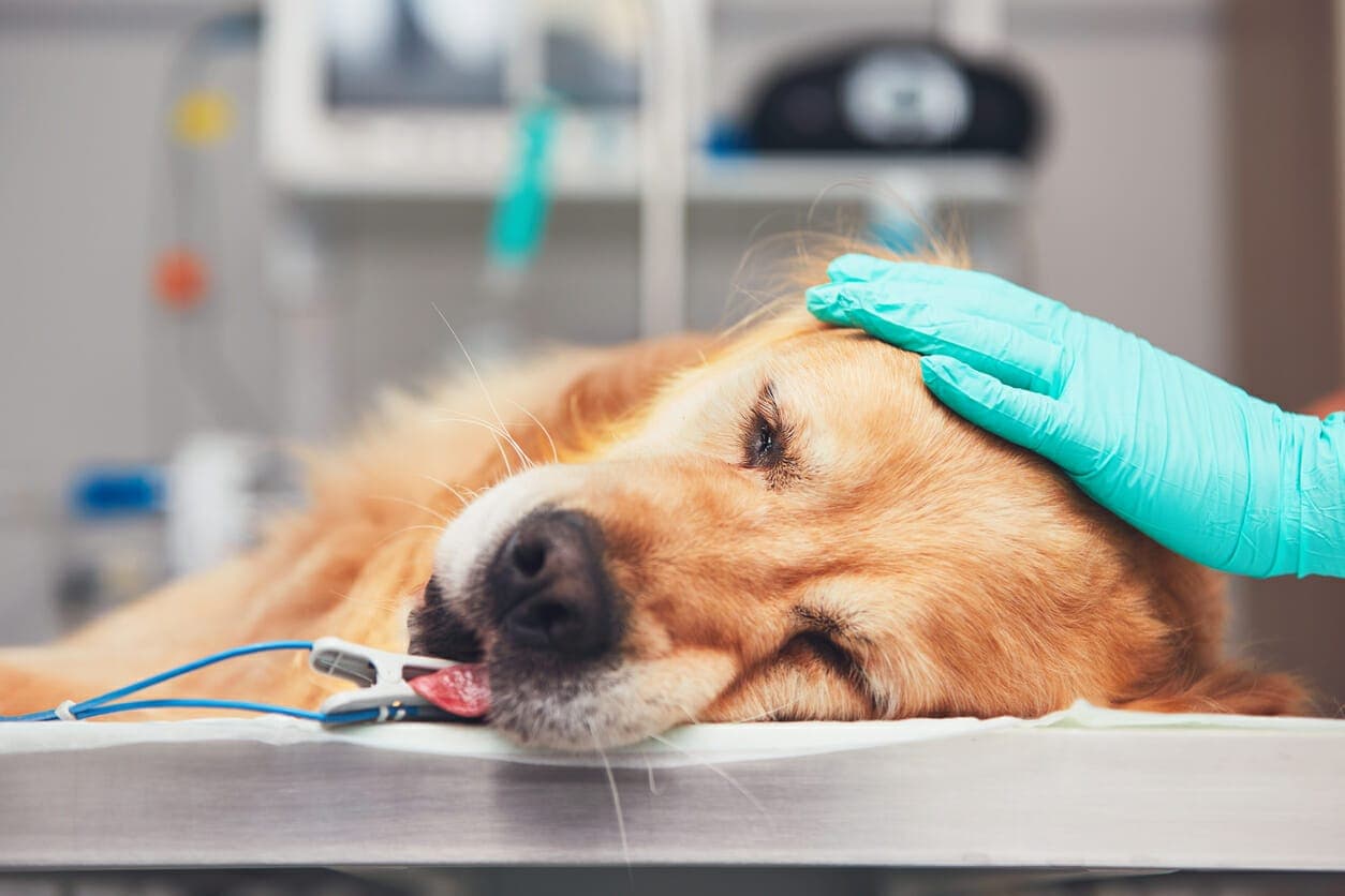 Dog Teeth Cleaning: The Side Effects Of Anesthesia