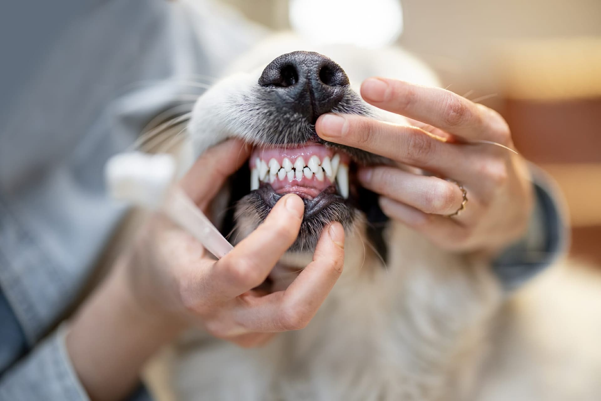 Dog Gums Bleed When Brushing: What to do?
