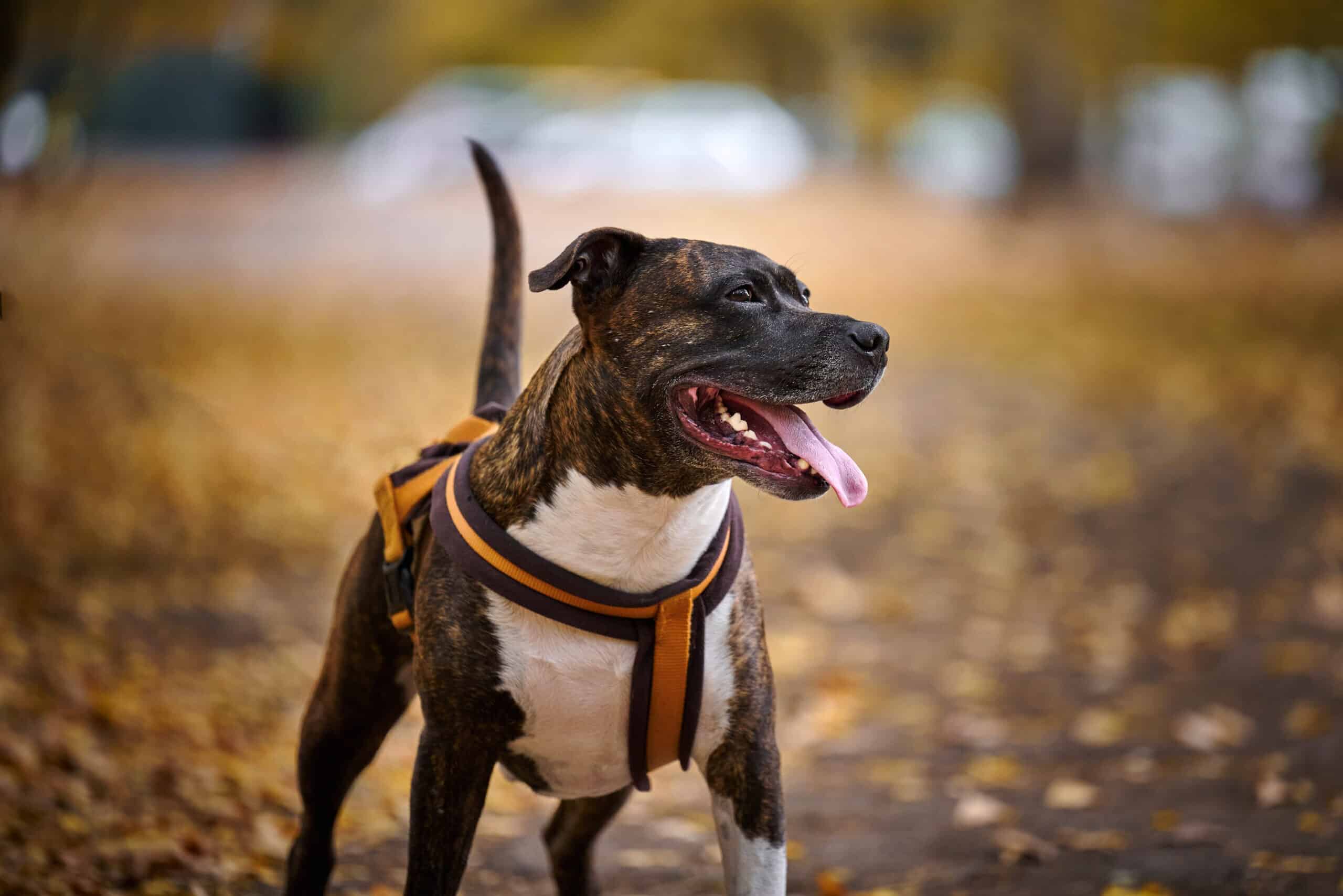 Dogs with abs: 5 dog breeds with a six pack