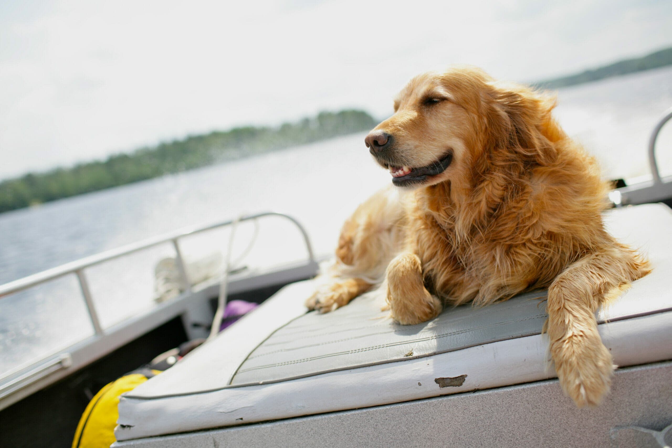 Best Floating Dog Ramp For Pontoon Boat In 2025