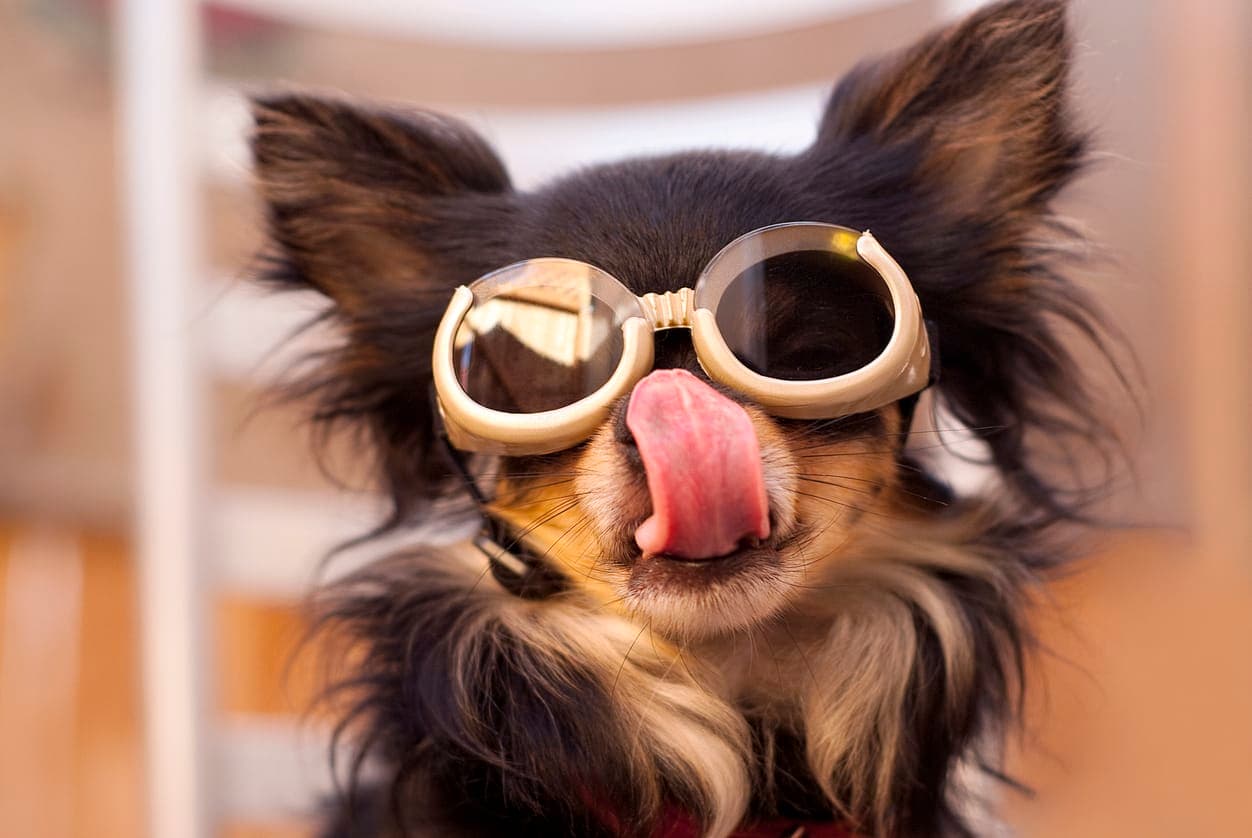Glasses for Dogs With Cataracts: 3 Best Options