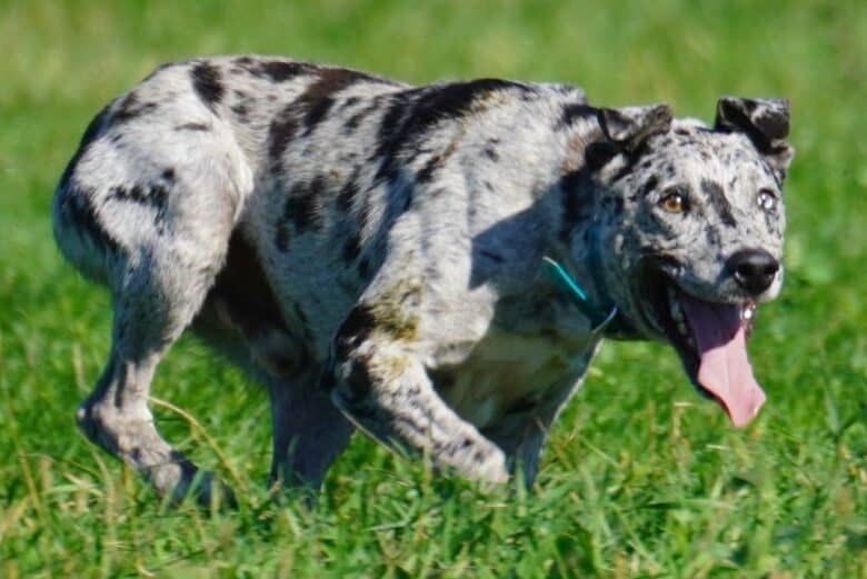 Hanging tree dog as a pet – Temperament, Life Span and Origin!