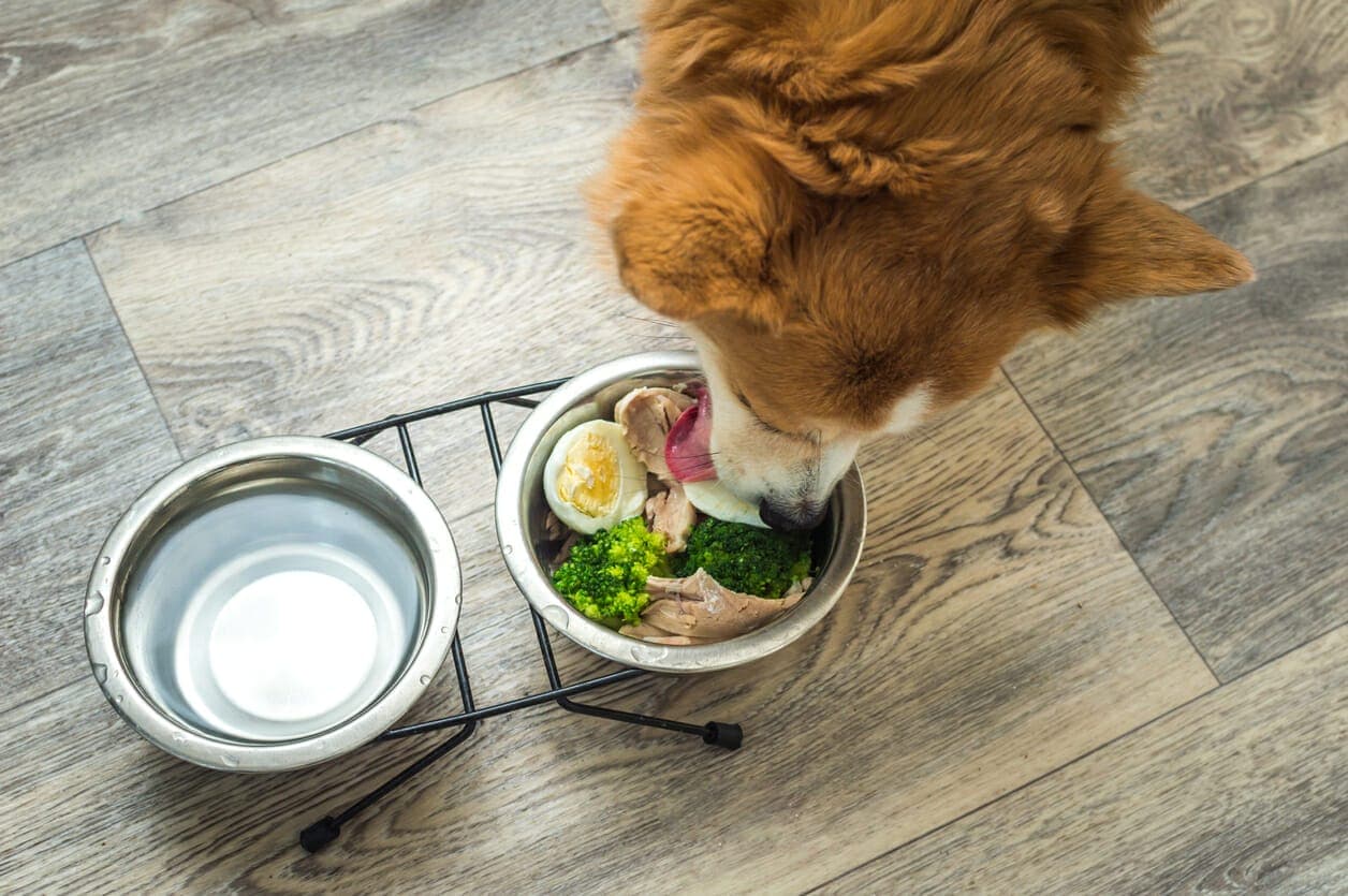 How To Fatten Up Your Dog With Homemade Weight Gainers (A Vet’s Guide)