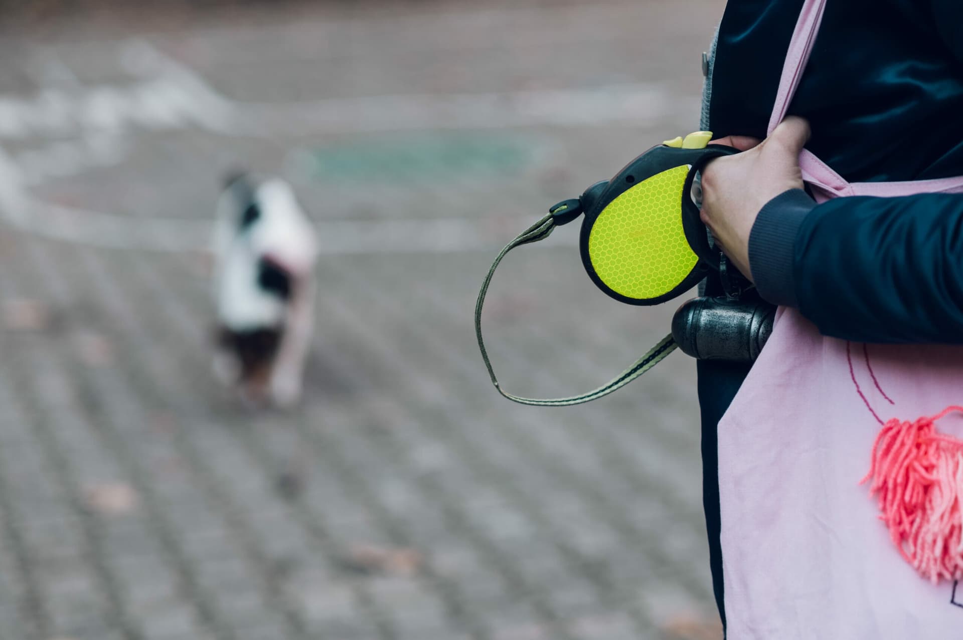 How does a retractable dog leash work? (Complete guide)