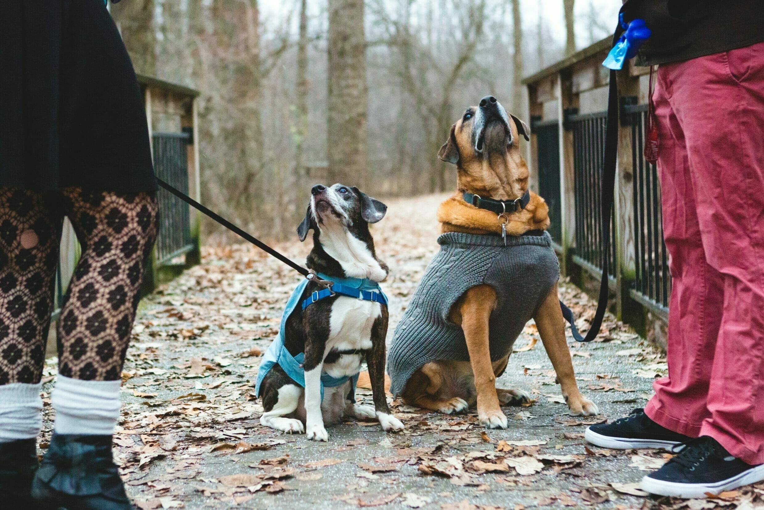 How much harder is it to have 2 dogs? (Pros and Cons)