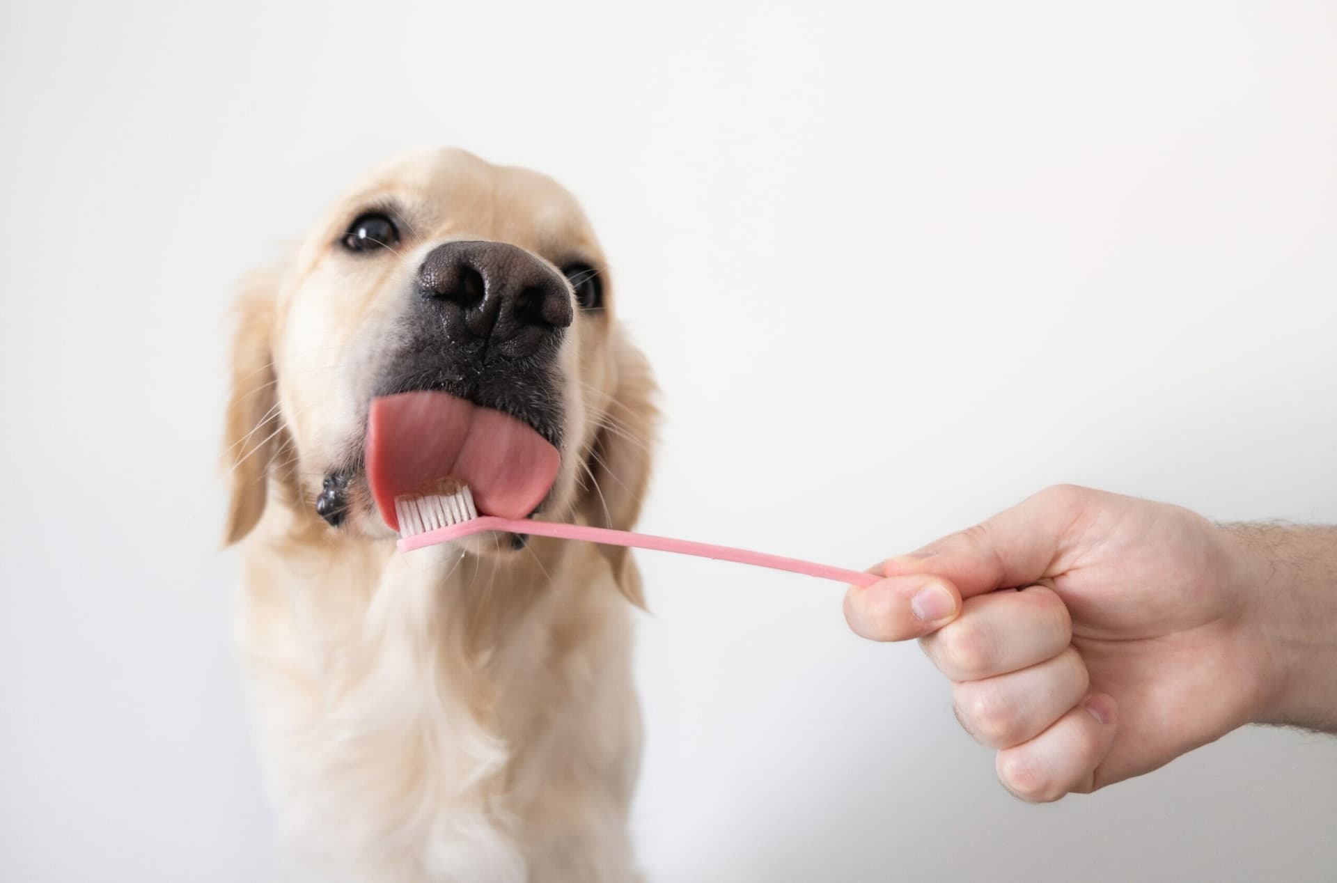 How to brush a dog’s teeth that hates being brushed? (5+ Tips)