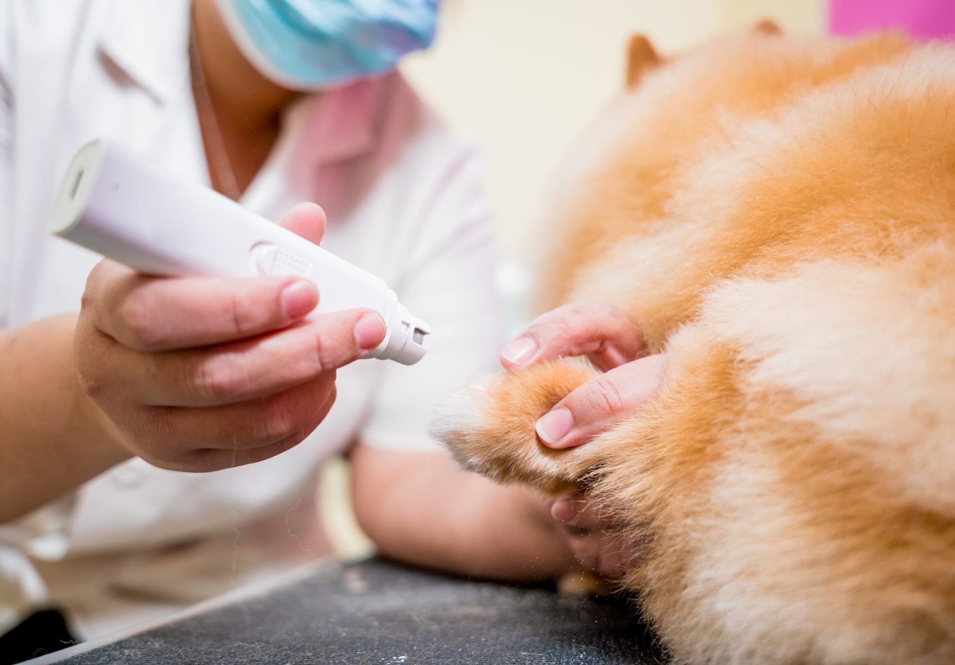 How to File Your Dog’s Nails Instead of Clipping? (Guide By Vet)