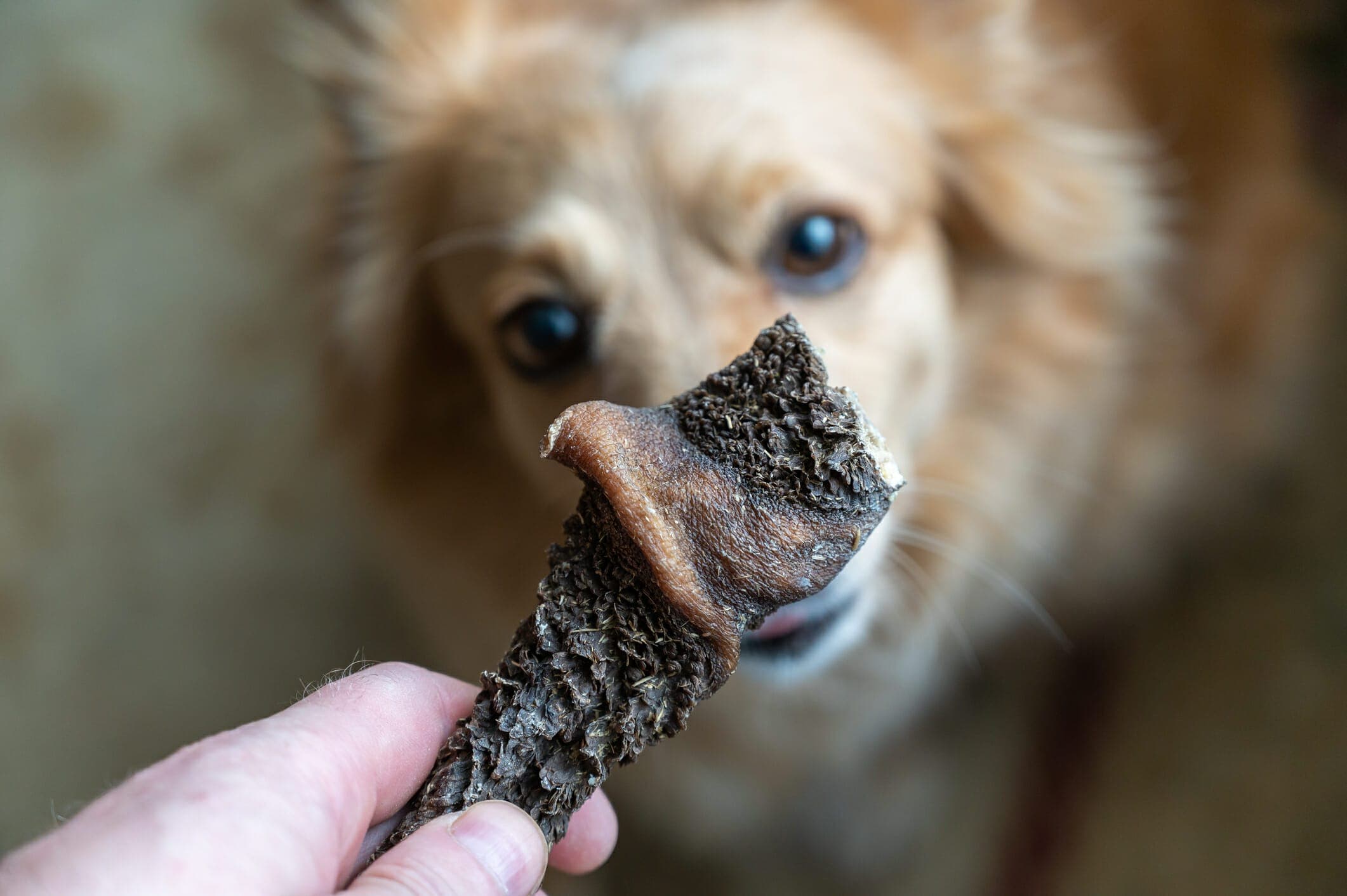 How To Freeze Dry Meat For Dogs (Complete Guide)