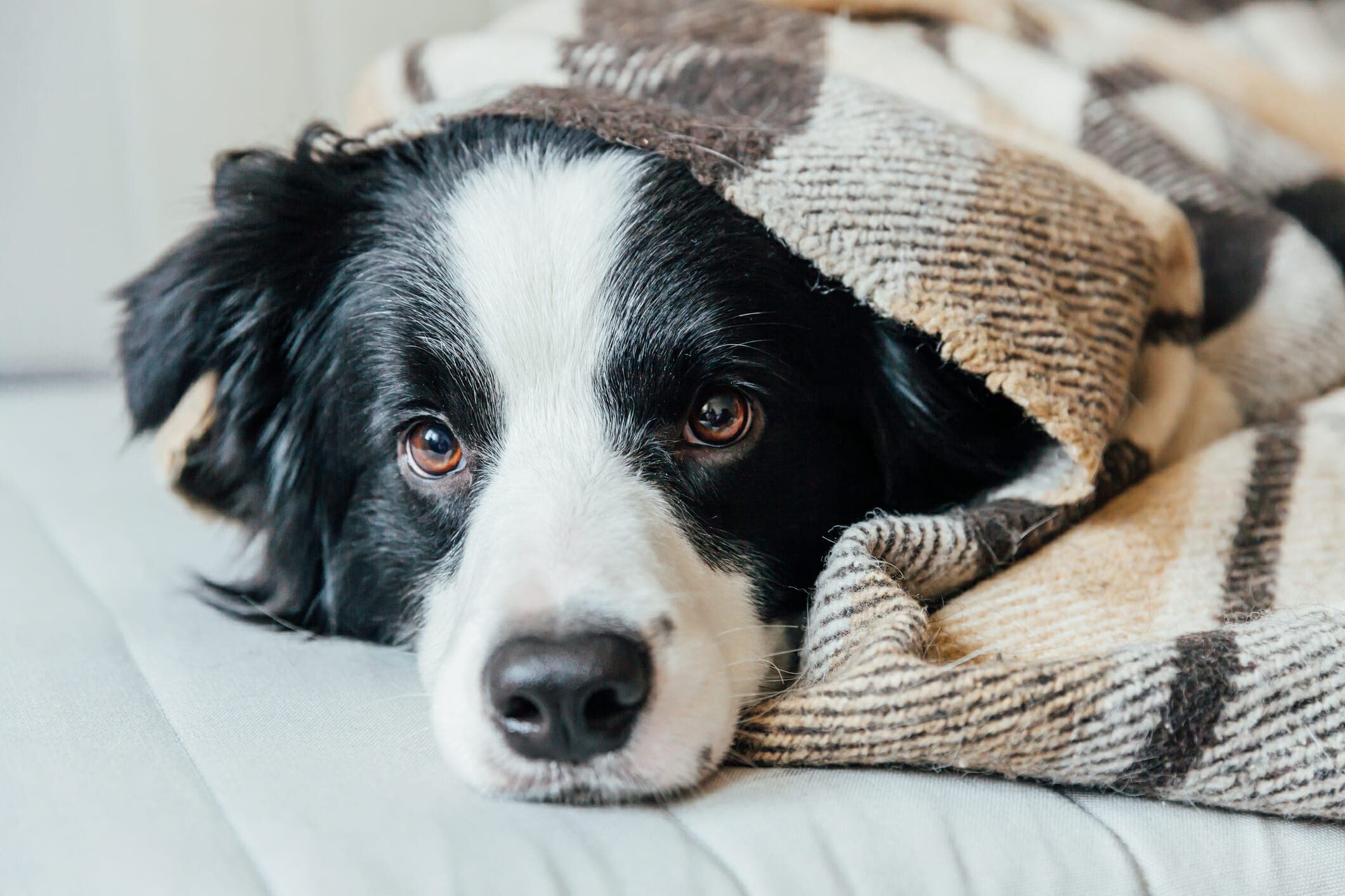 5 Tips To Get Dog Smell Out Of Blankets