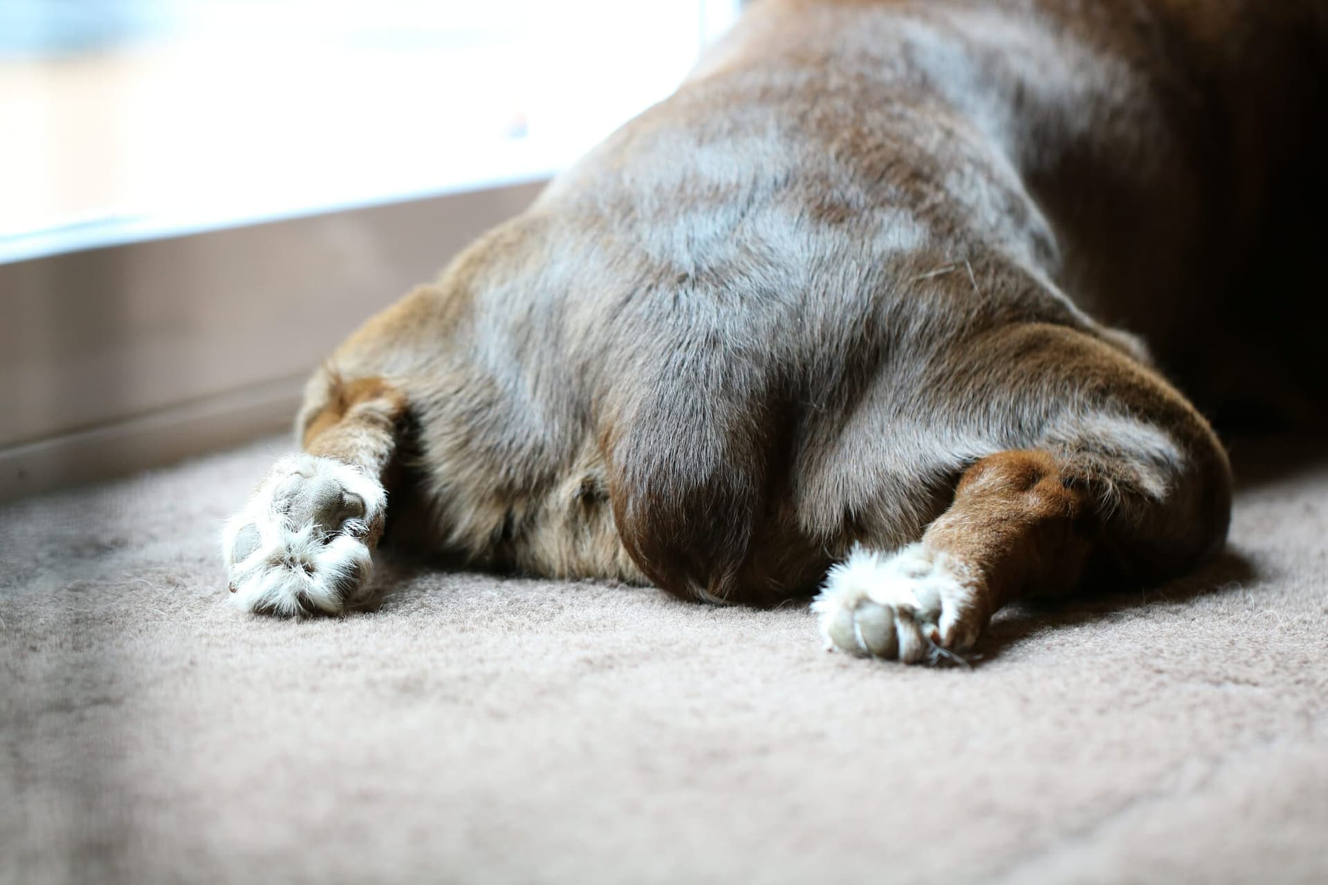 How To Help Dog Express Glands Naturally (Answered By Vet)