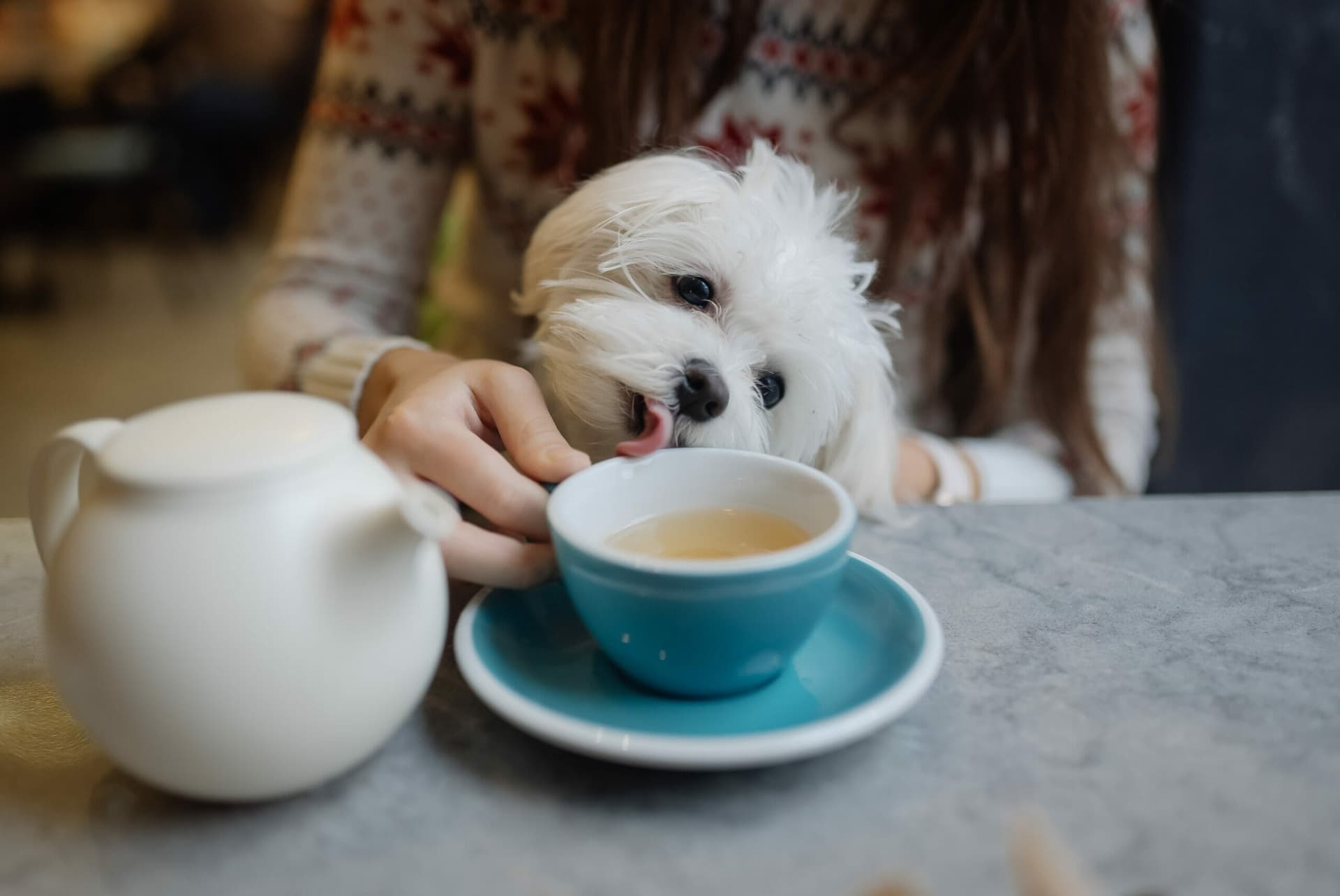 6 Tips On How To Keep A Dog Hydrated When Sick