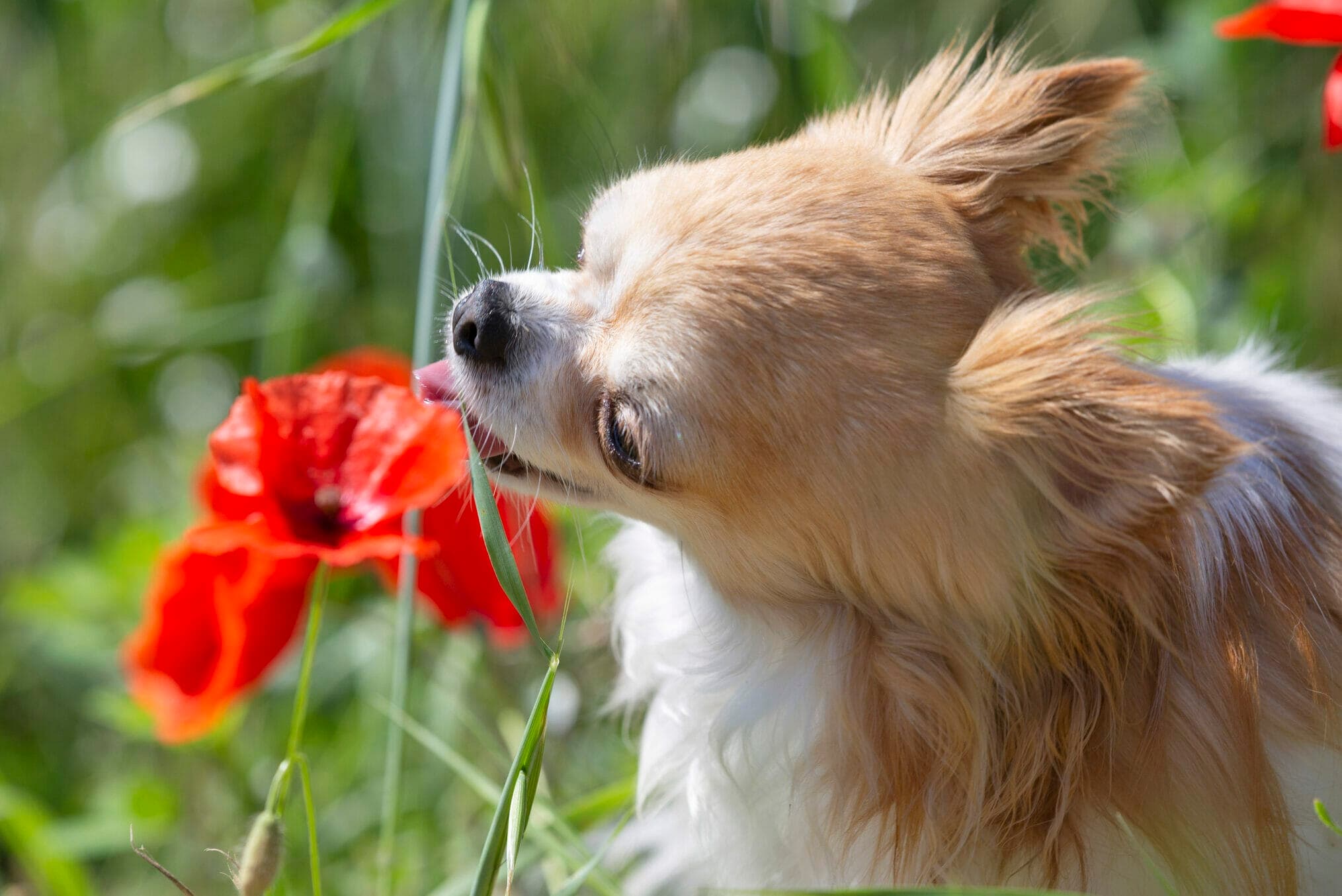 How To Keep My Dog From Eating My Rose Bushes (5 Tips)
