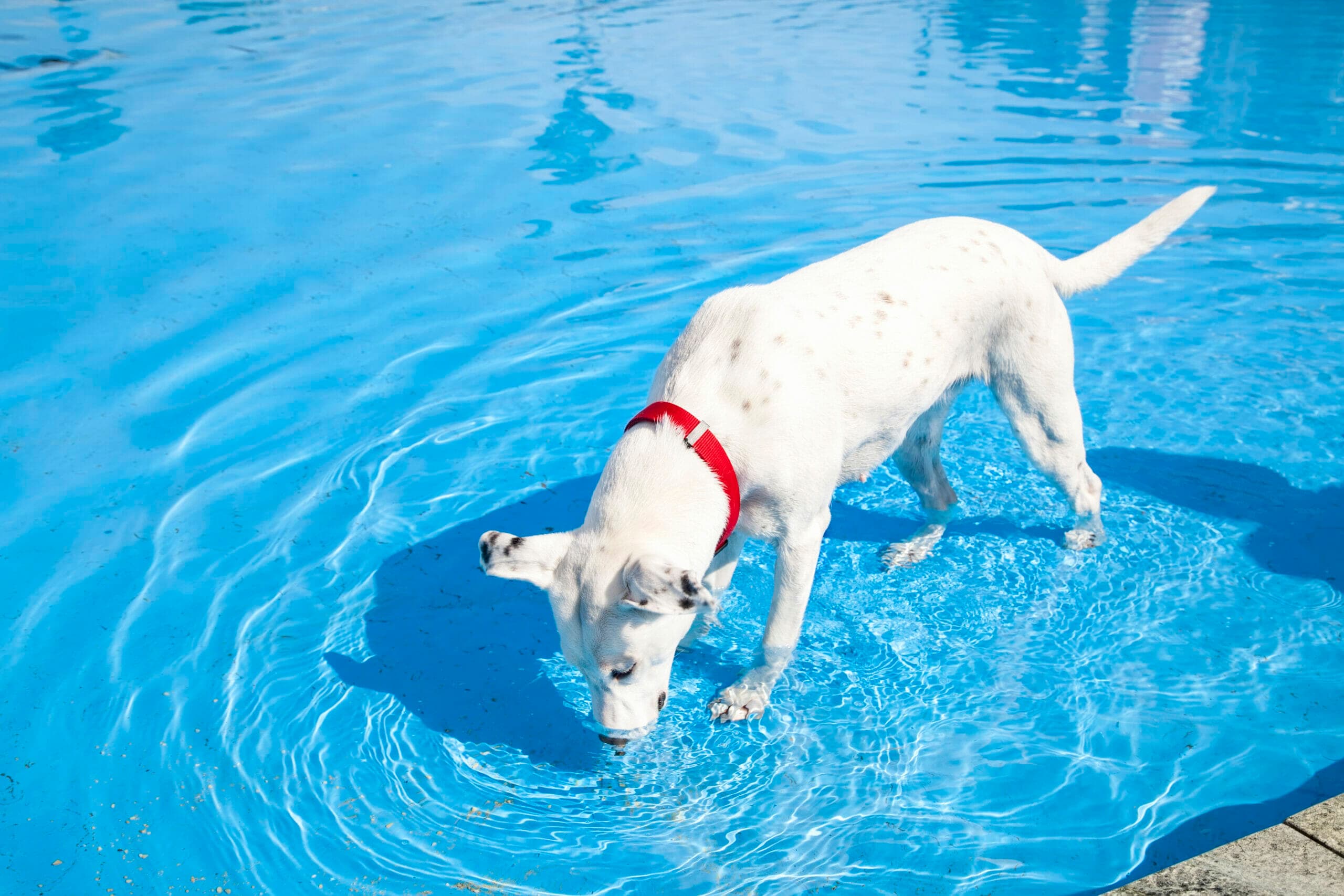 How to stop dog from drinking pool water? (Tips and Risks)
