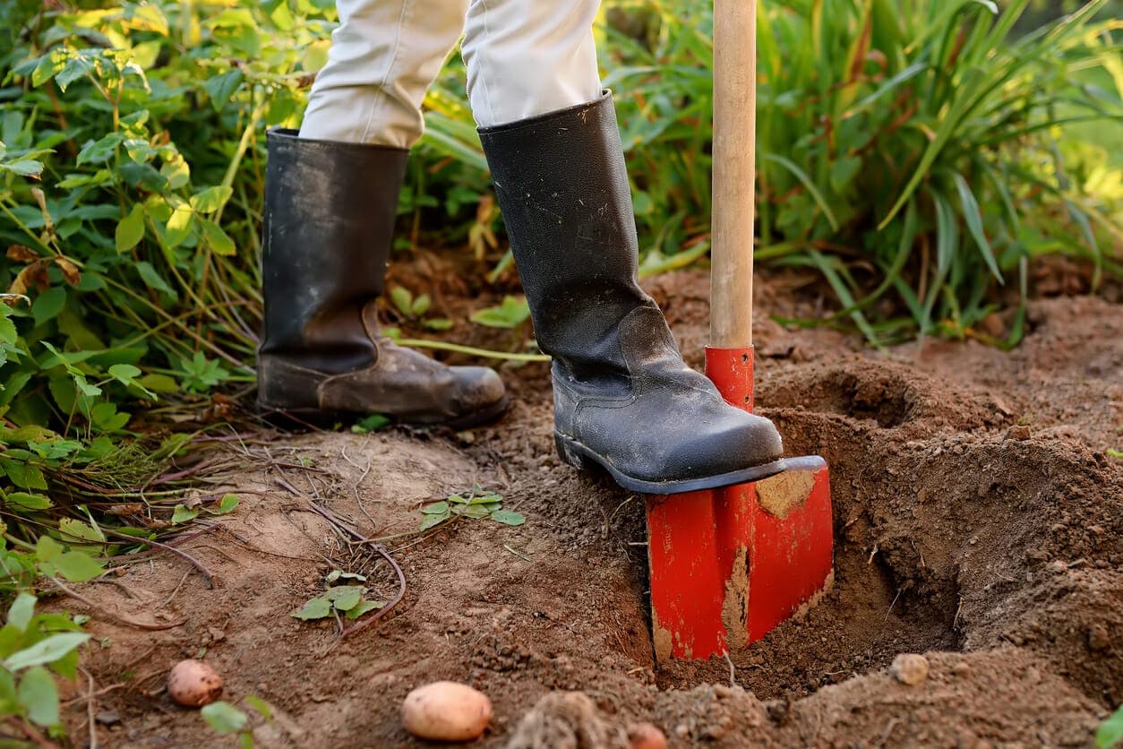 In-Ground Dog Poop Septic Tank (Complete DIY Guide)