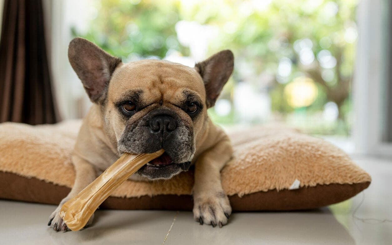 Beefhide VS Rawhide For Dogs: The Good, And The Bad