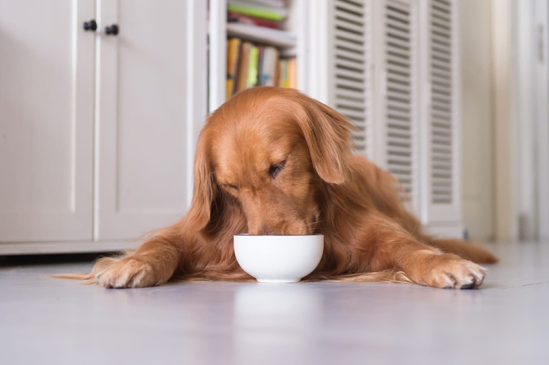 What is mothers pudding for dogs? (a step-by-step guide)