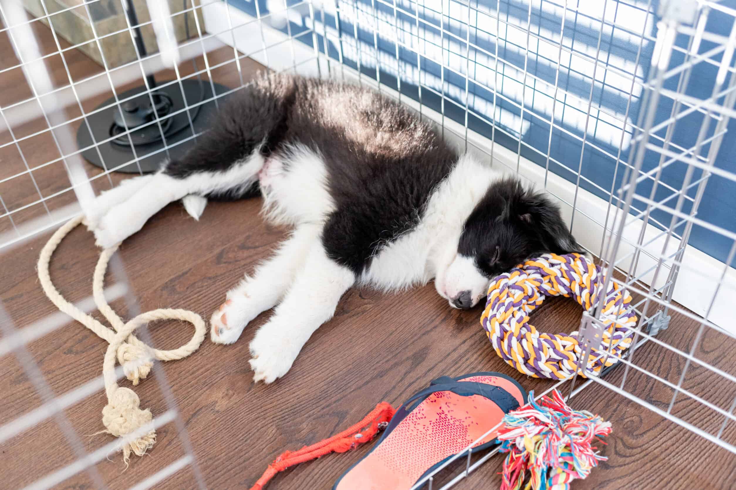 My Puppy Doesn’t Want to Come Out Of His Crate!