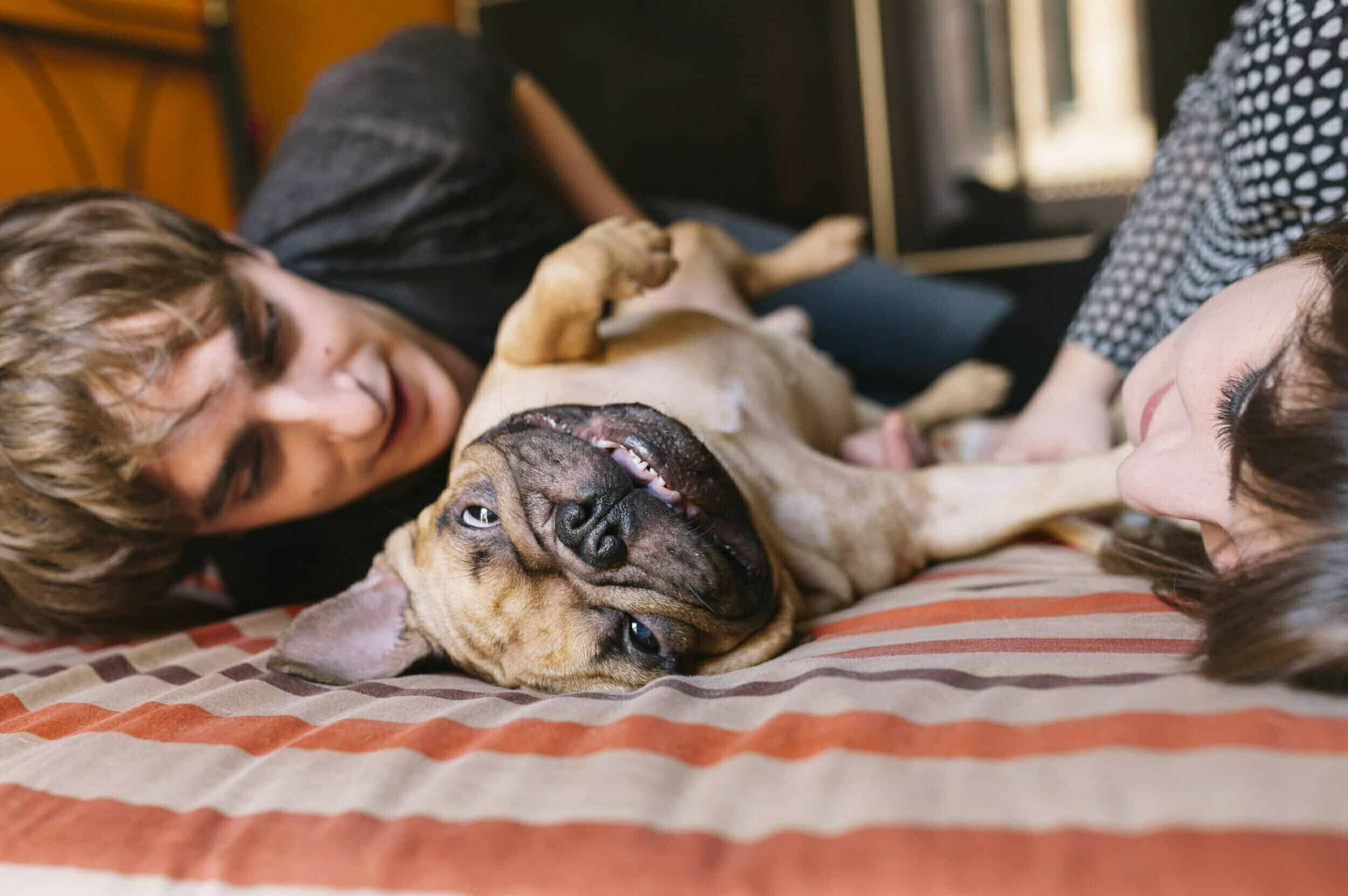 The Red French Bulldog (Origin, Appearance, and more!)