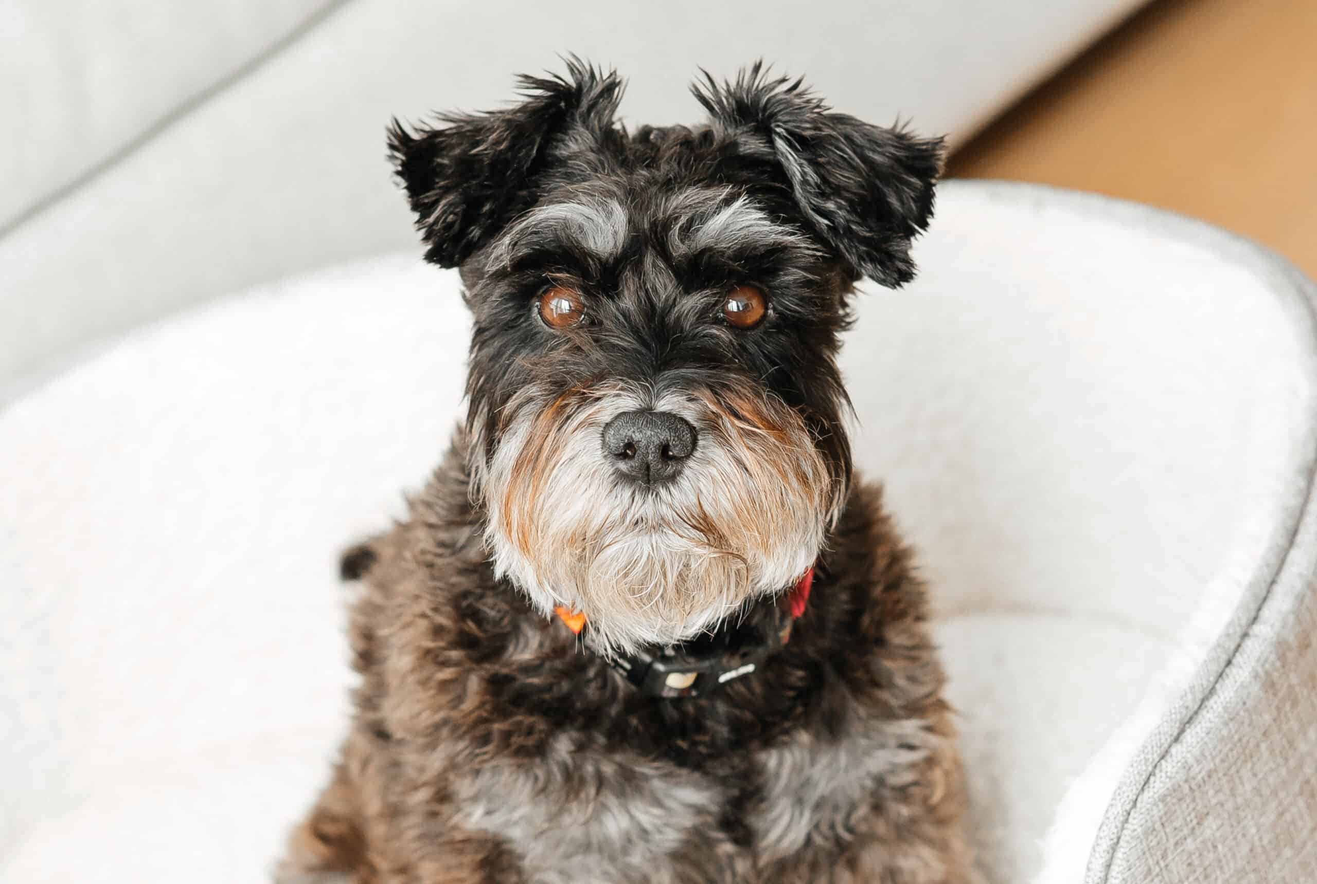 The Teddy Bear Schnauzer Haircut (Best Haircut For Miniature Schnauzers)