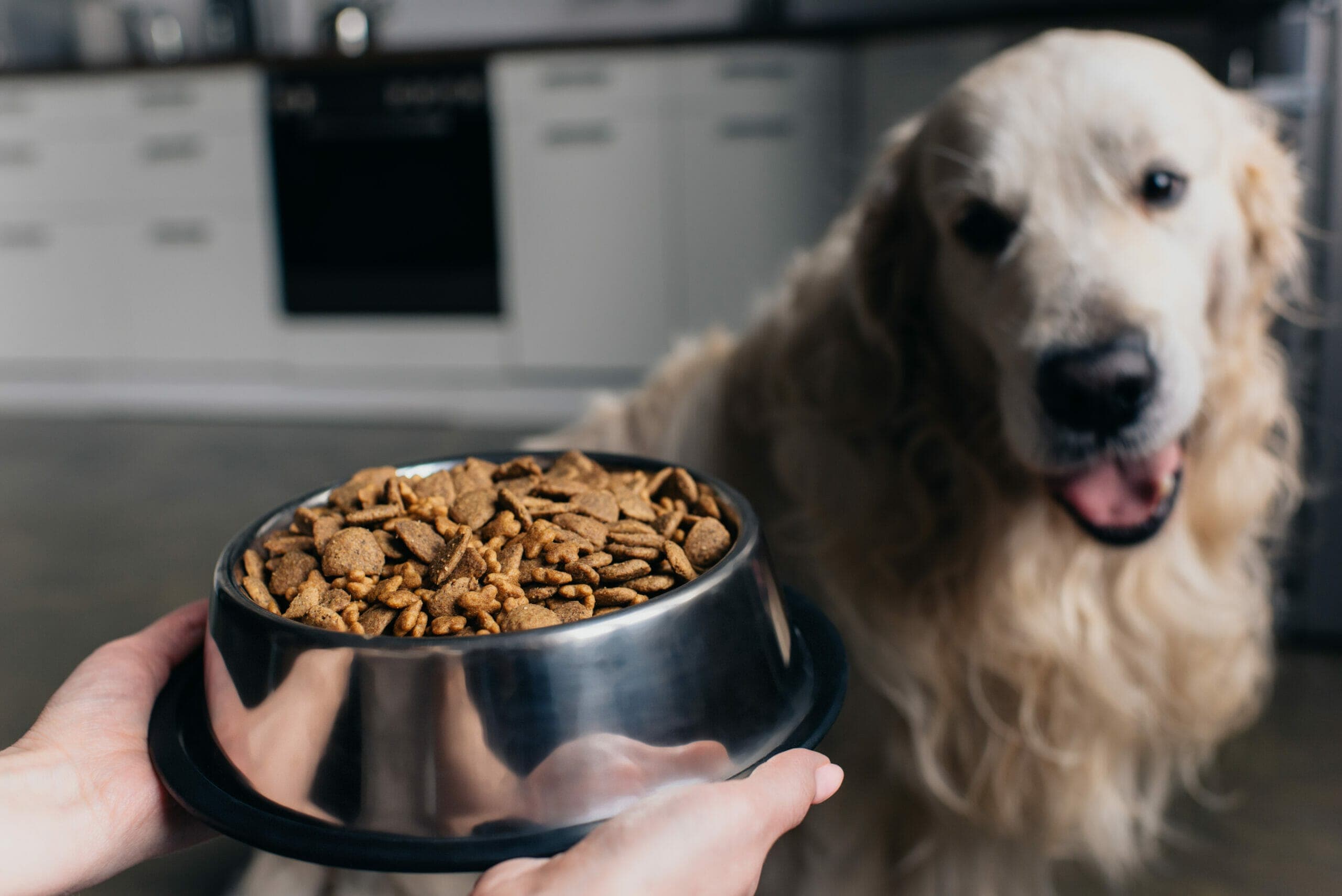 What is low residue dog food? 5 benefits of low residue dog food
